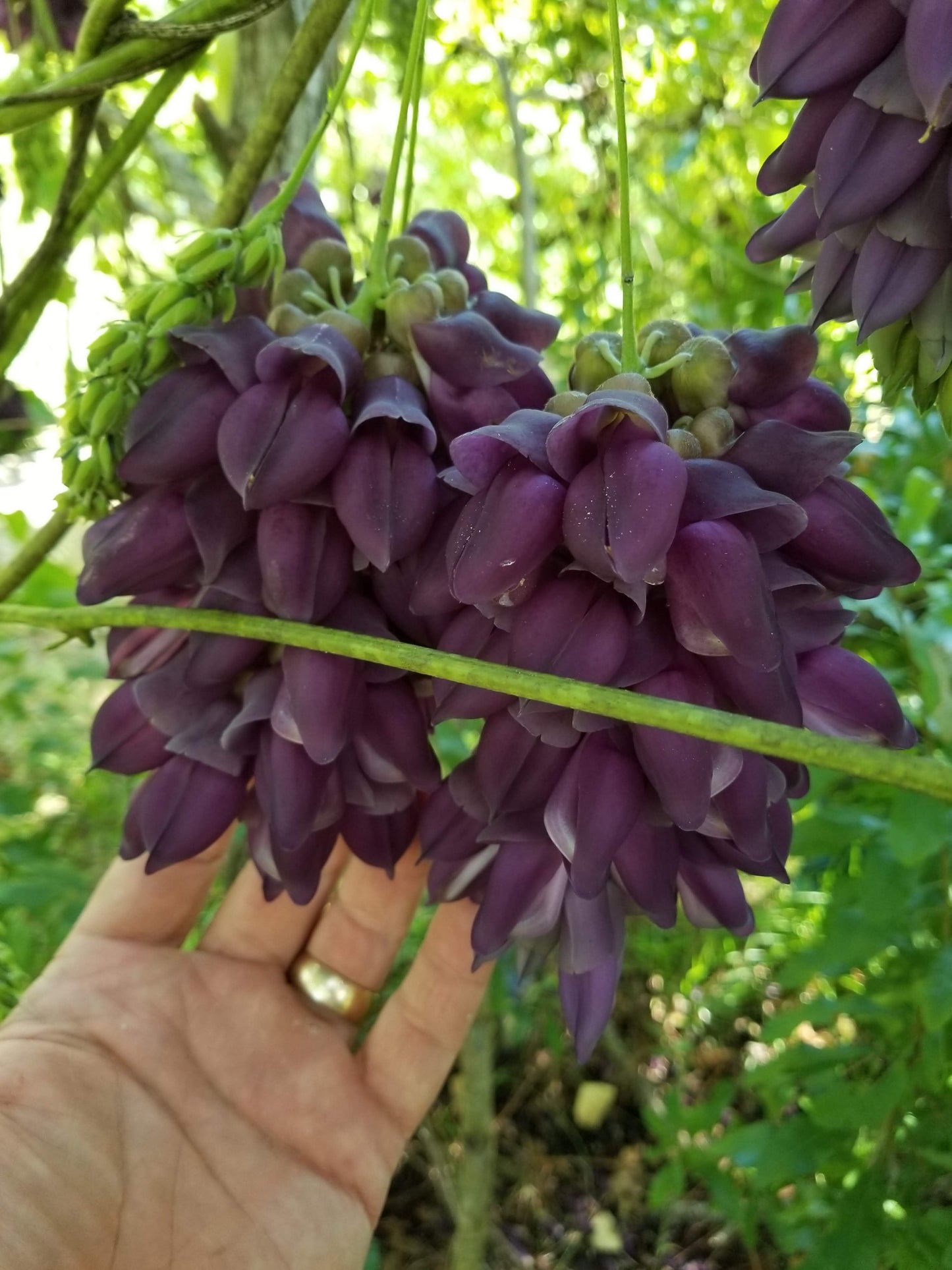 Mucuna cyclocarpa, Purple Jade Vine; Seeds