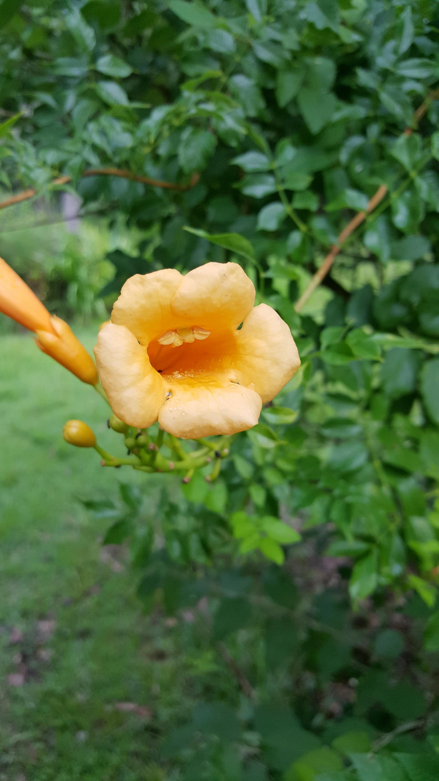 Campsis radicans 'Flava', Golden Trumpet Creeper