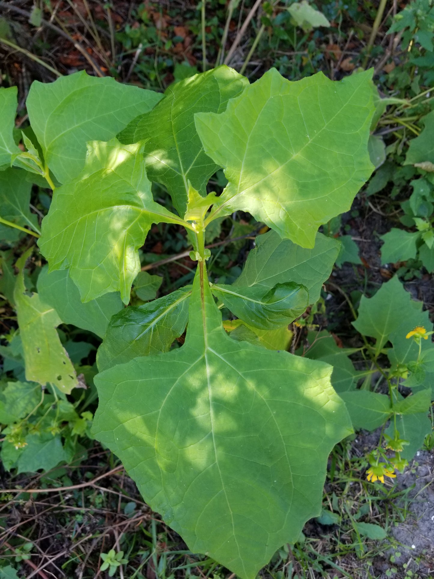 Smallanthus uvedalia, Hairy Leafcup