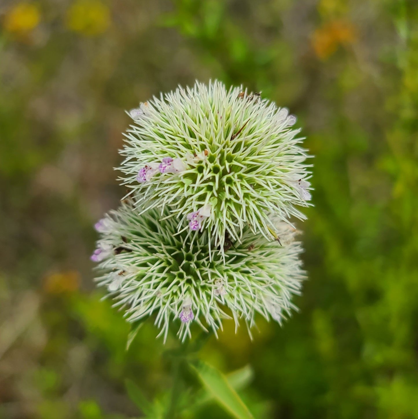 Pycnanthemum flexuosum, Appalachian Mountainmint