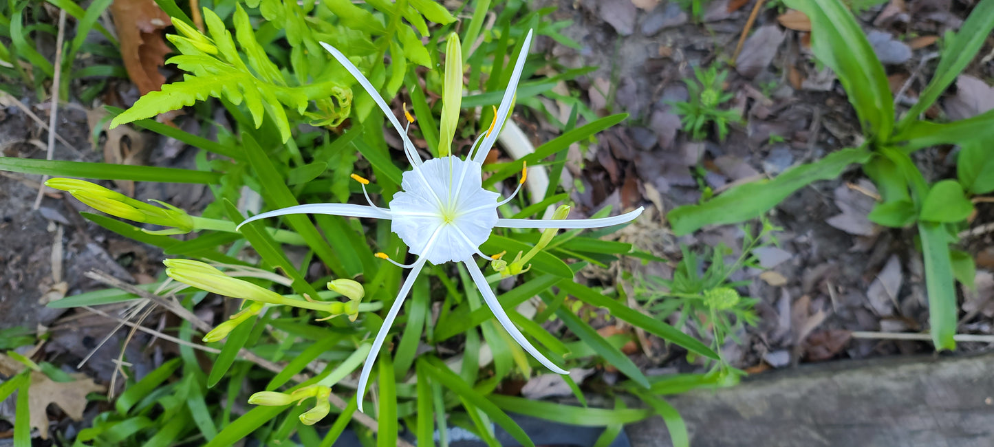 Hymenocallis duvalensis, Dixie Spiderlily "Apalachicola Angel"