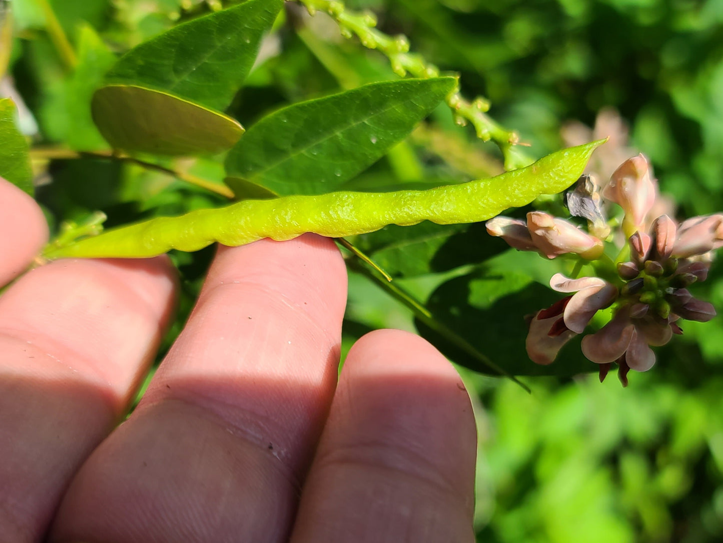 Apios americana, American Groundnut