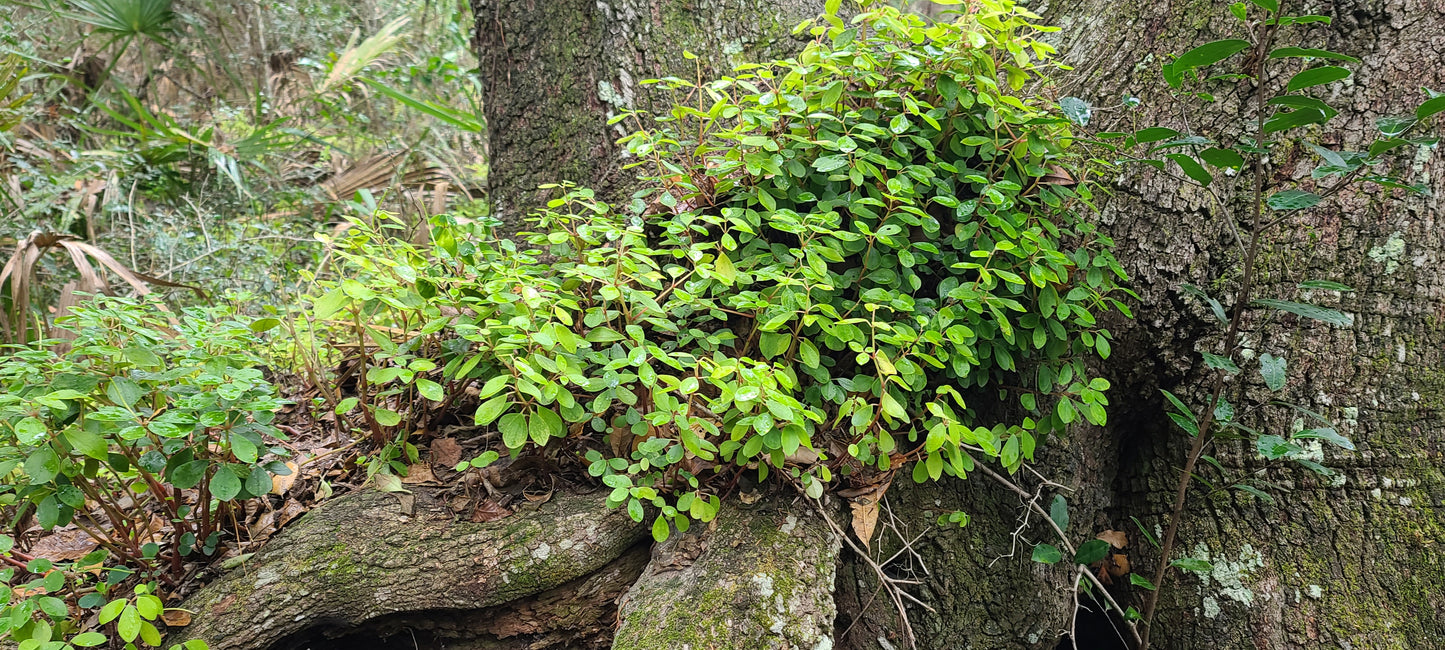 Peperomia humilis var. cumulicola