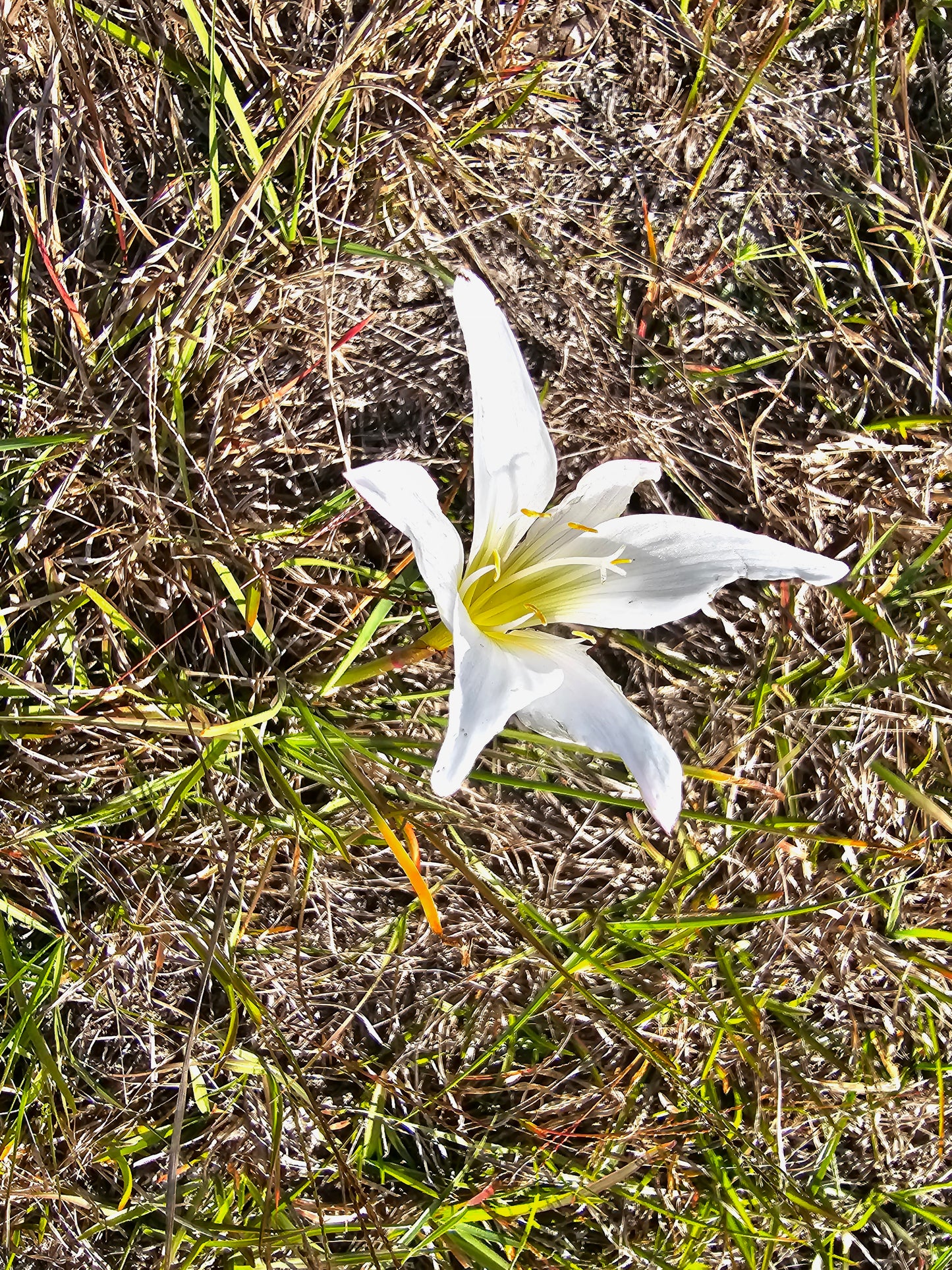 Zephyranthes atamasca, Atamasco Lily