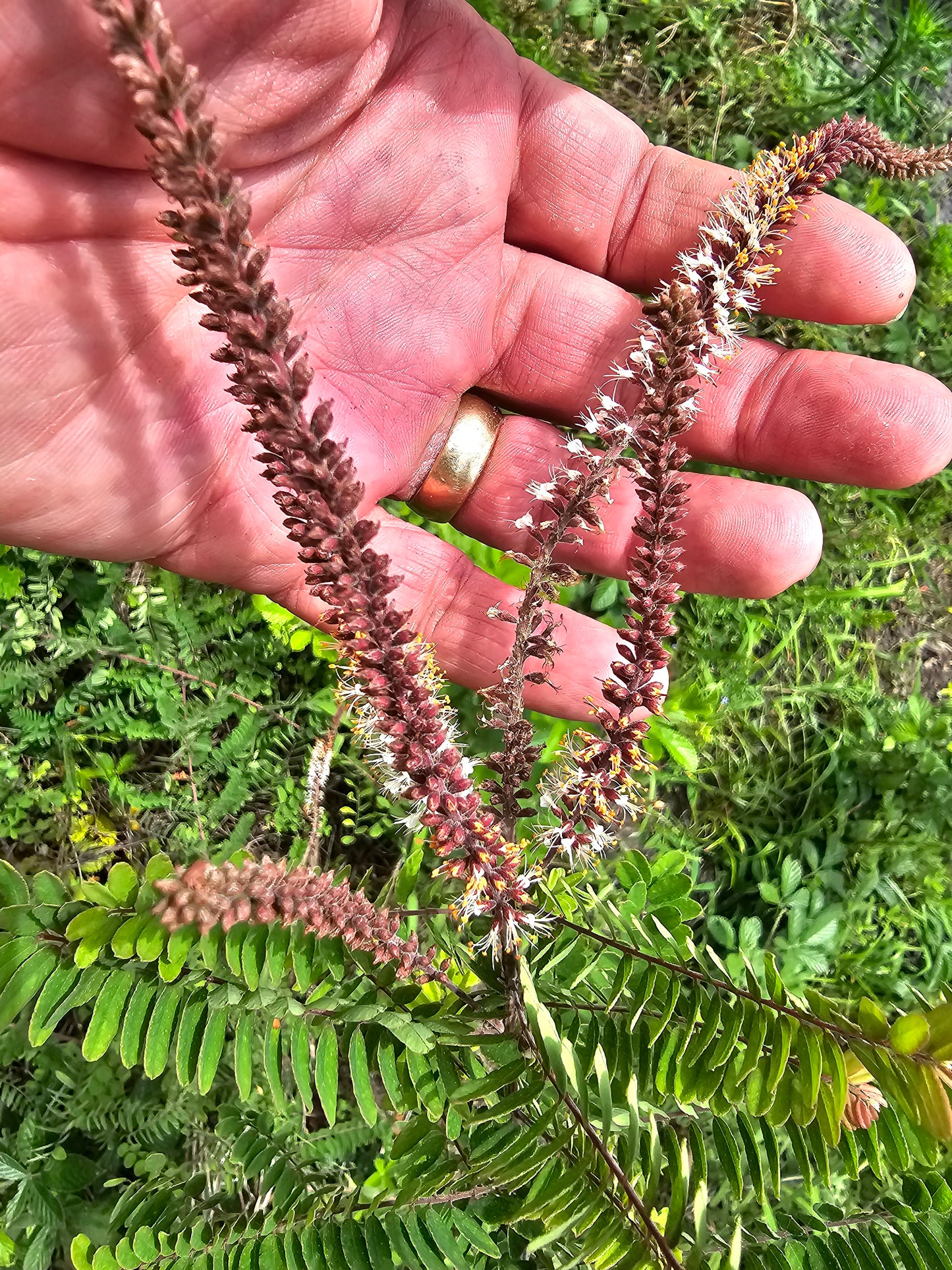 Amorpha herbacea herbacea, Clusterspike False Indigo