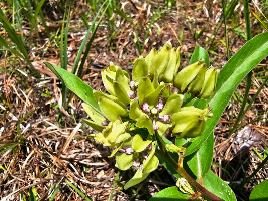 Asclepias viridis, Green Antelopehorn Milkweed