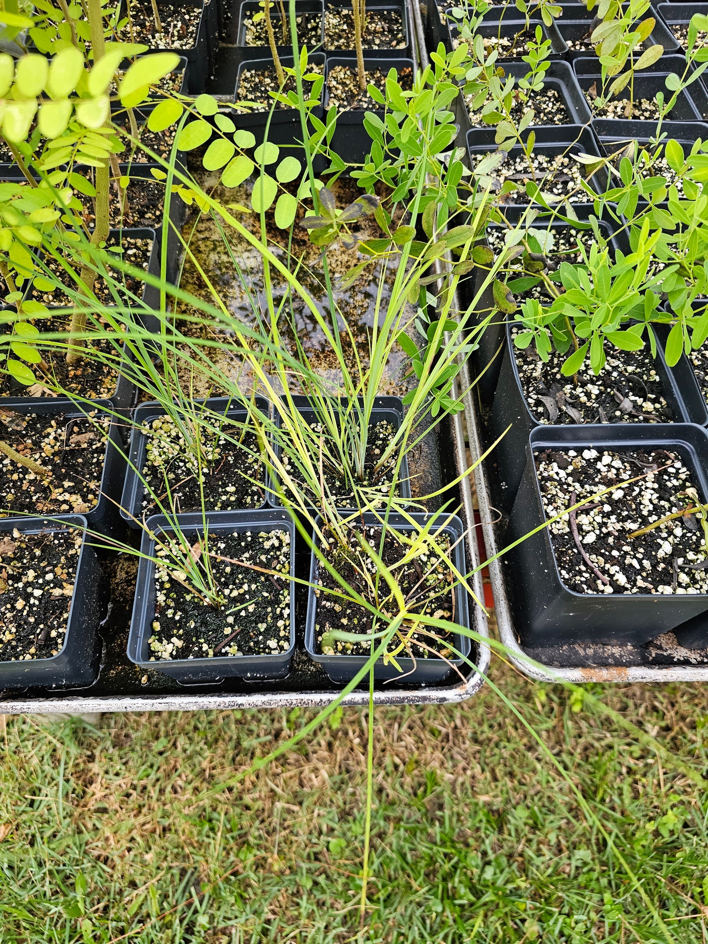 Carex glaucescens, Southern Waxy Sedge, Blue Sedge