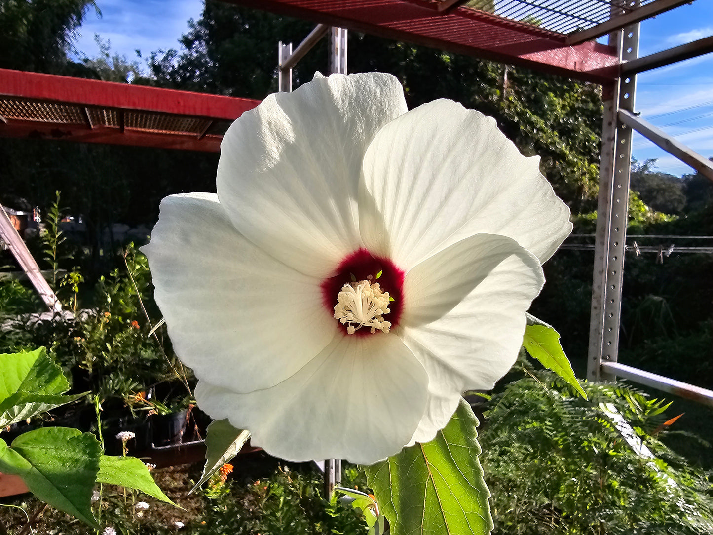 Hibiscus moscheutos, Crimson-eyed Rose-mallow