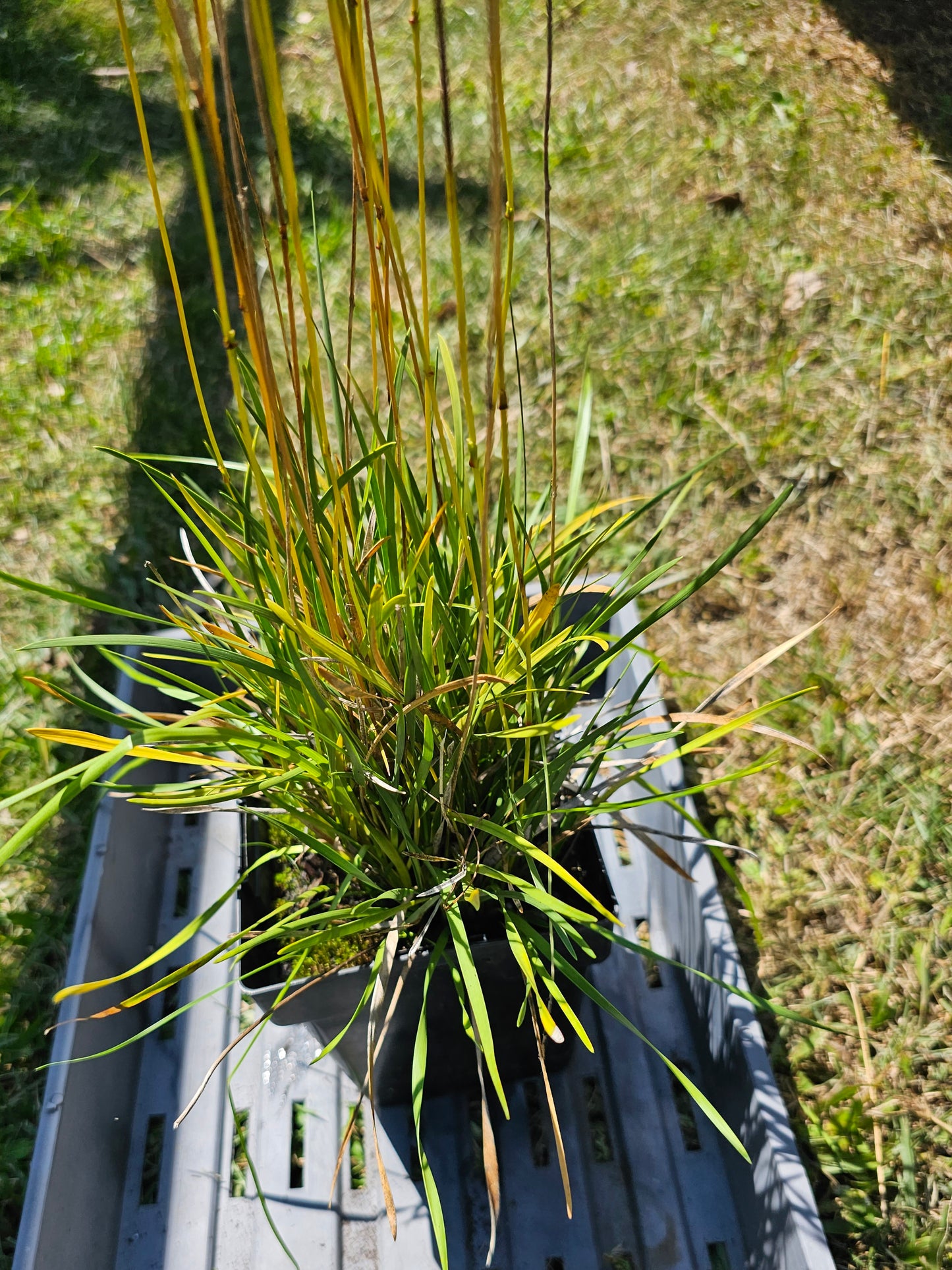 Harperocallis flava, Harper's Beauty - NO SHIPPING OUTSIDE OF FLORIDA