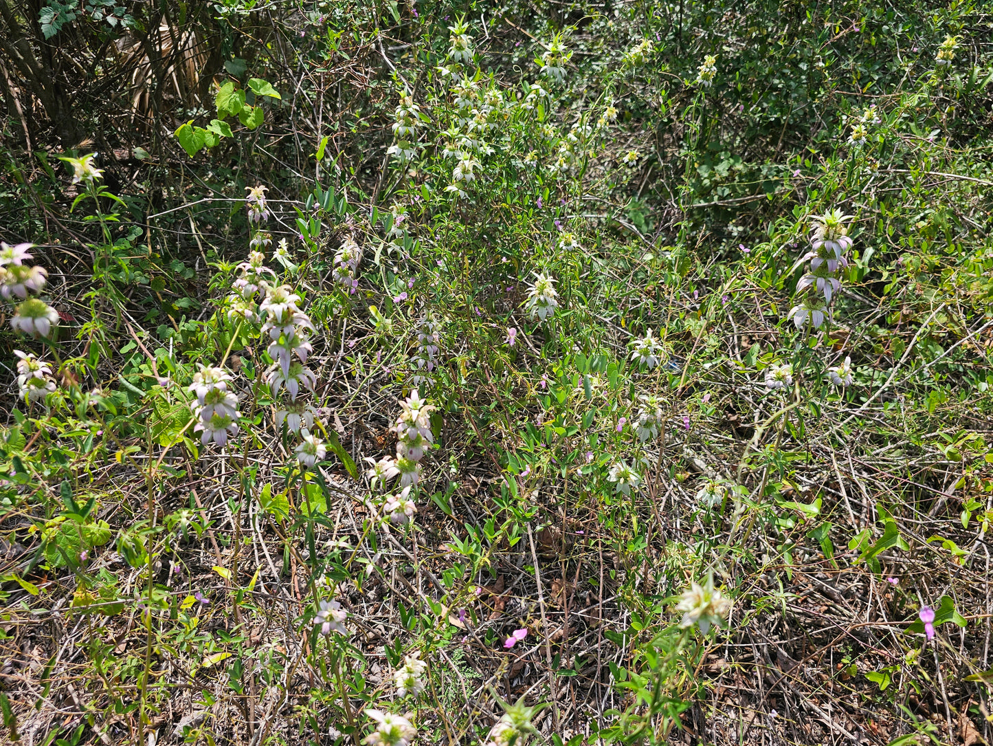 Monarda punctata, Dotted Horsemint