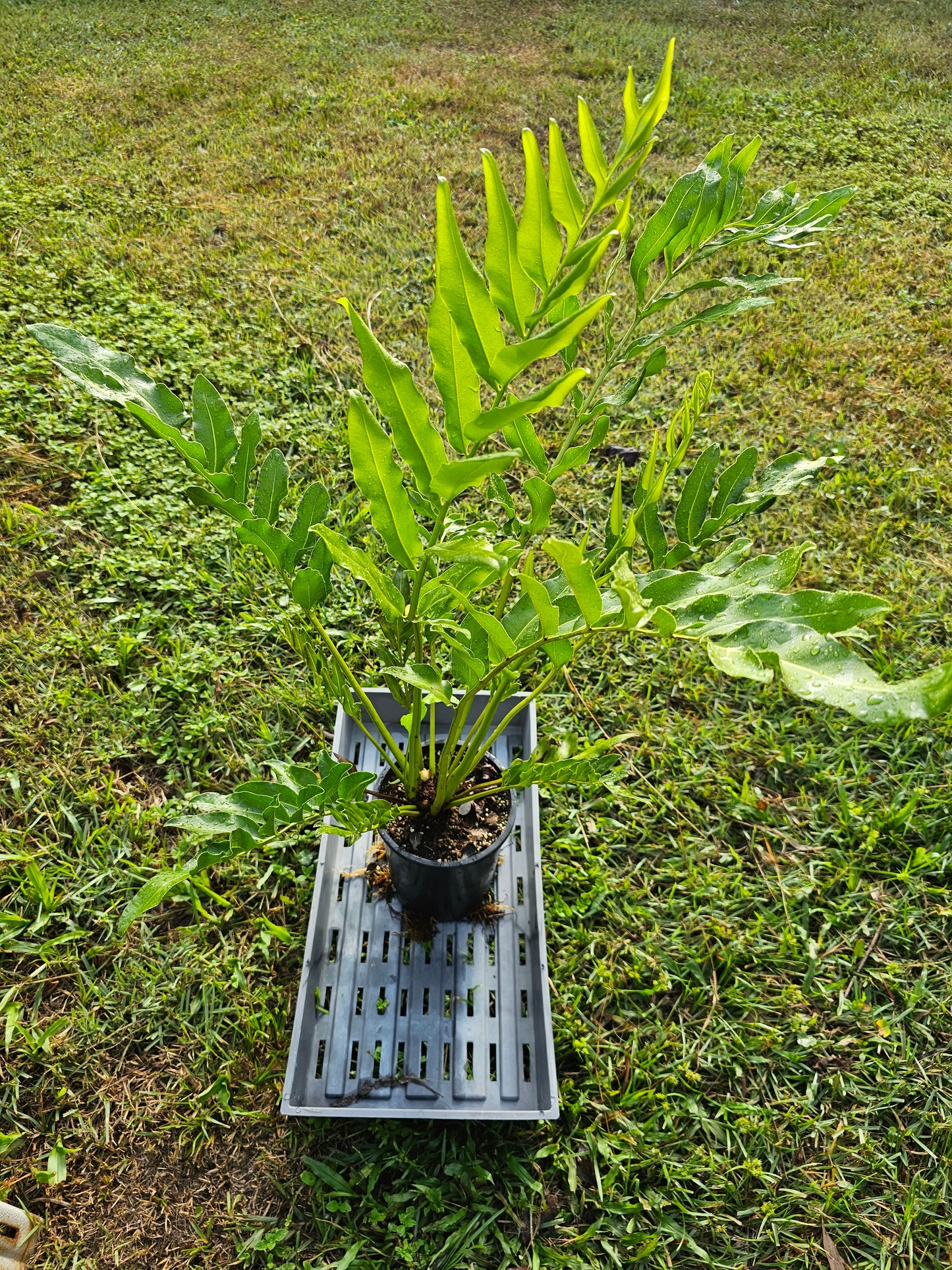 Acrostichum danaeifolium