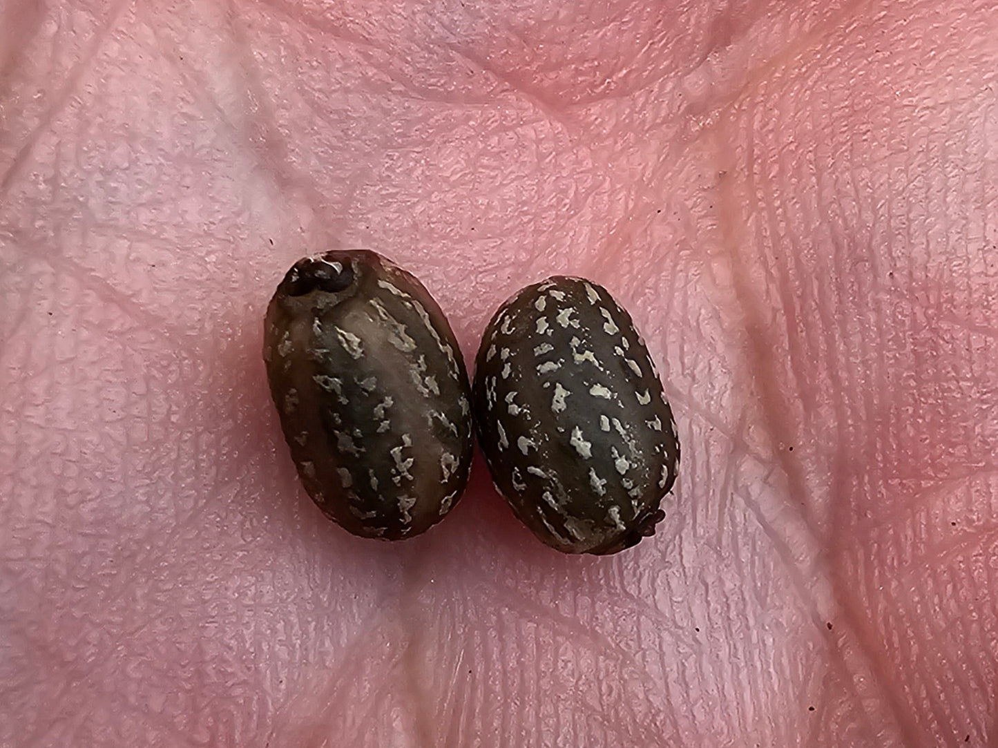 Thalia geniculata, Alligatorflag