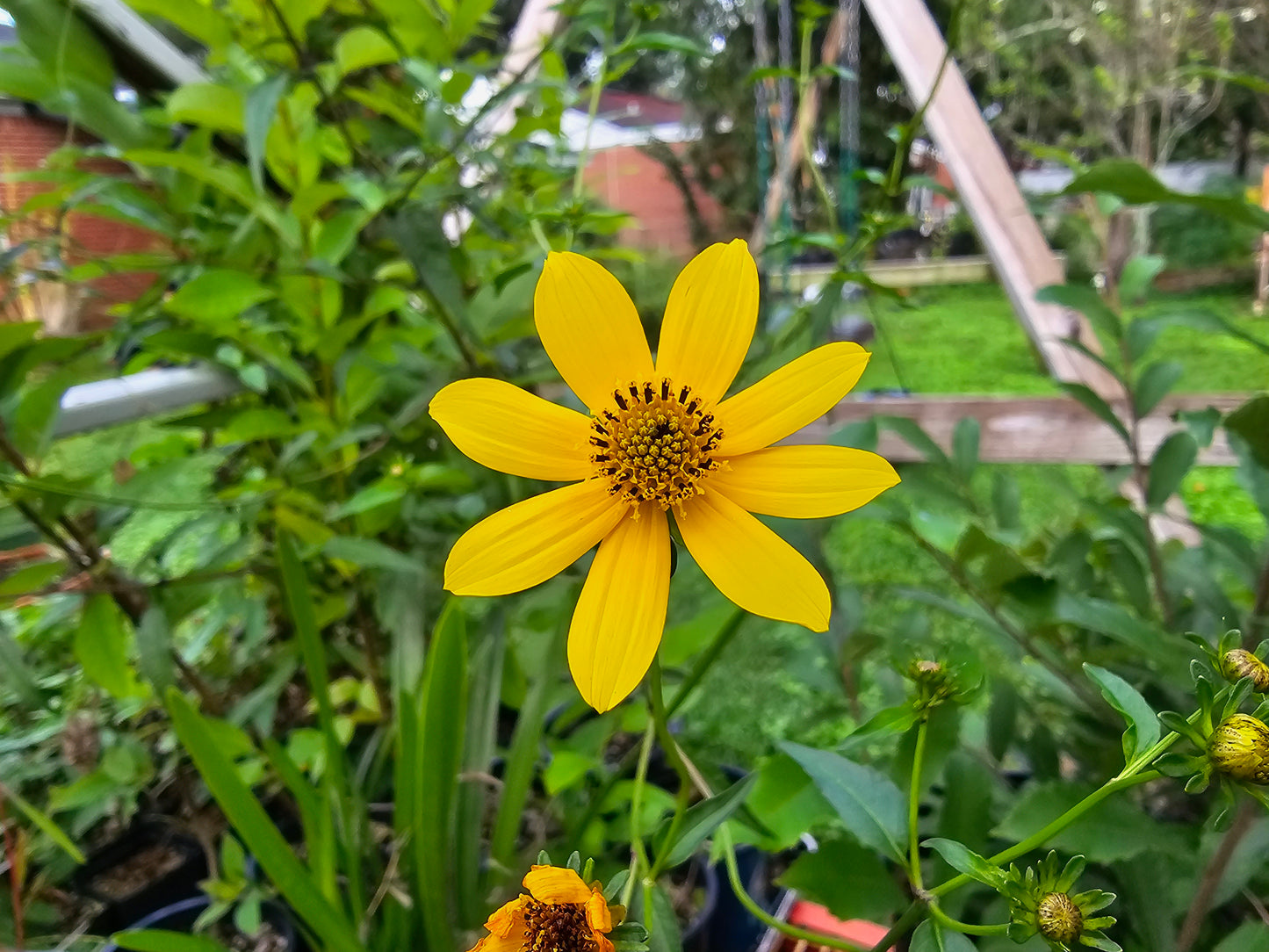 Bidens mitis, Smallfruit Beggarticks