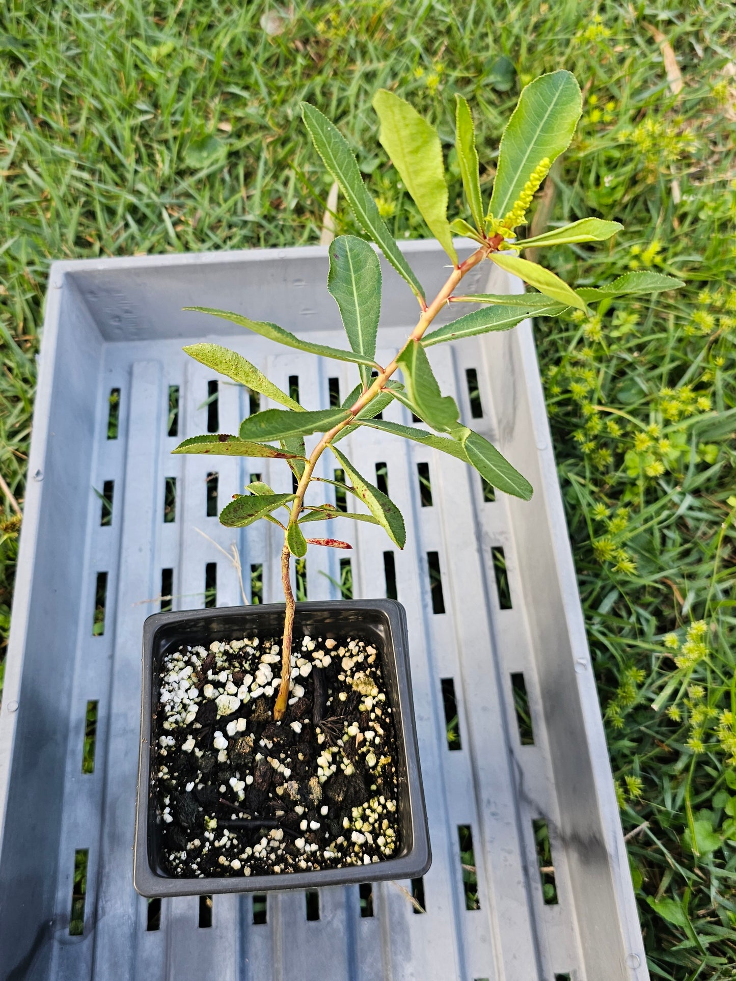 Stillingia sylvatica, Queen's Delight