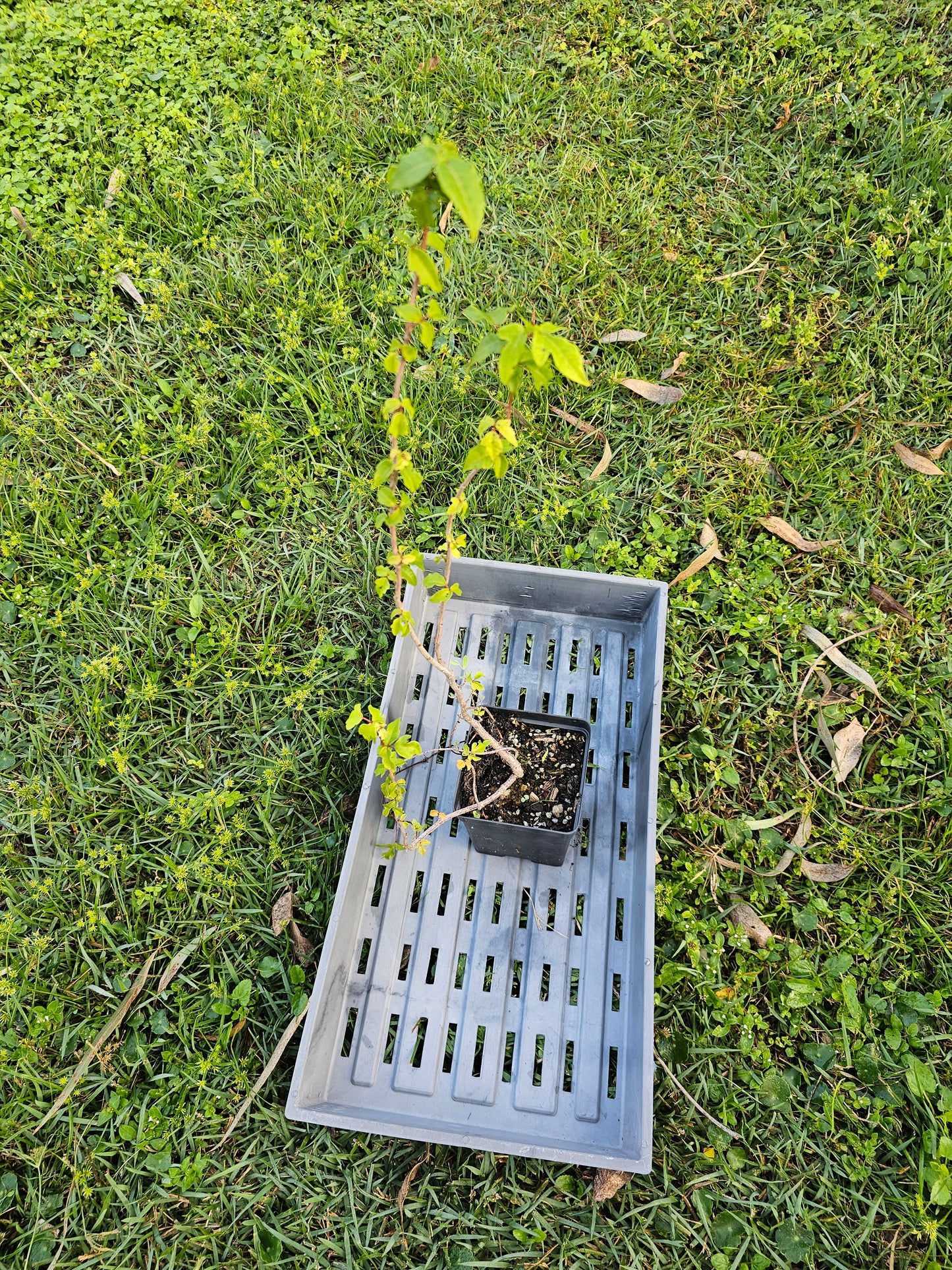 Toxicodendron radicans, Poison Ivy