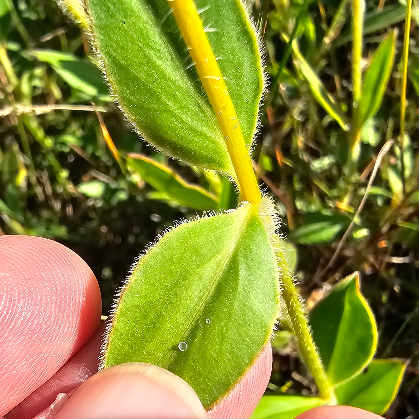 Coreopsis integrifolia, Chipola River Tickseed