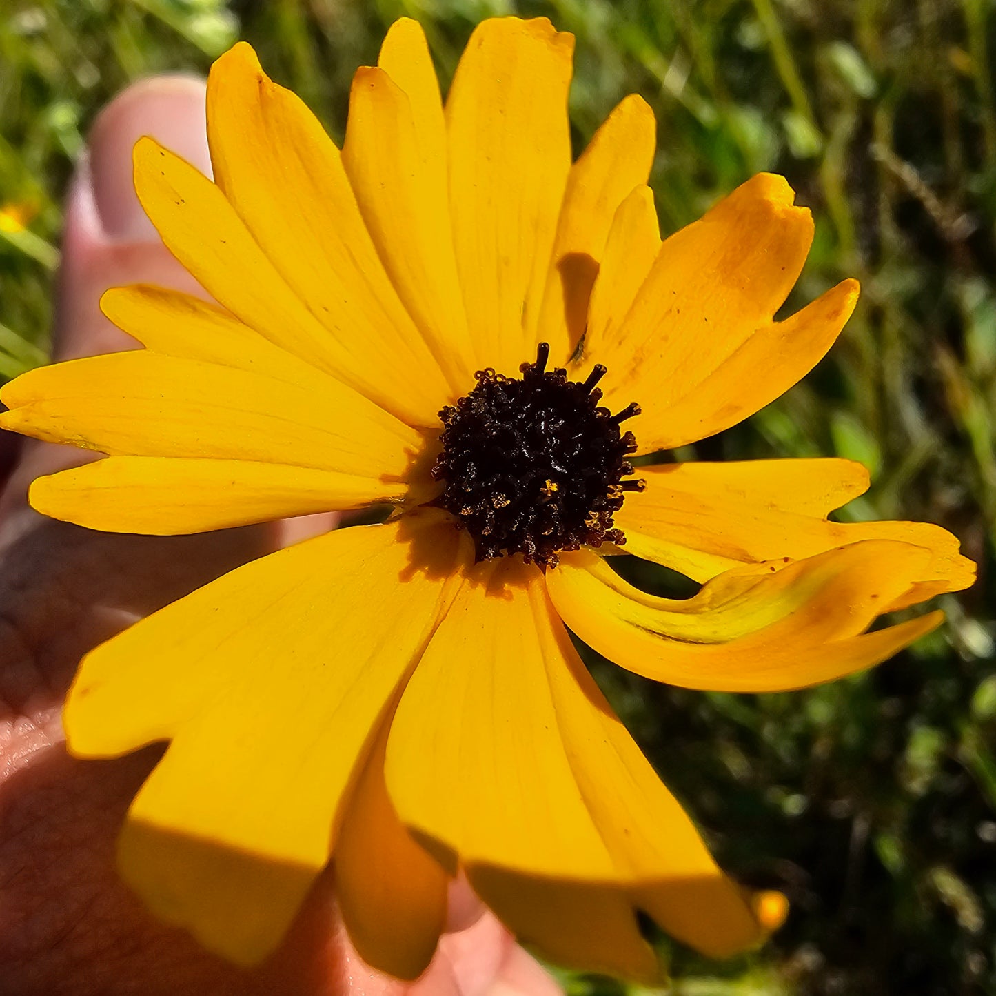 Coreopsis integrifolia, Chipola River Tickseed
