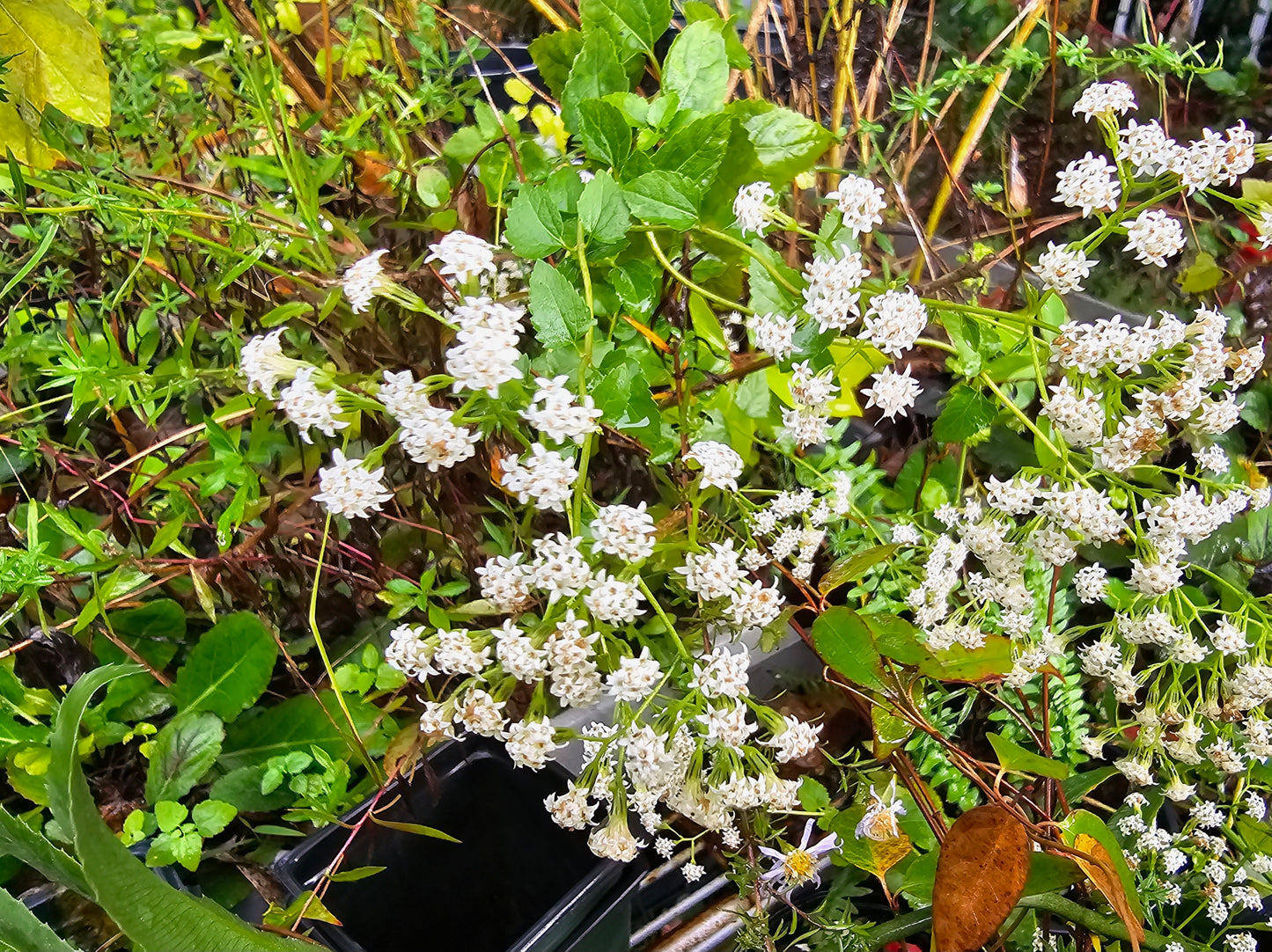 Ageratina jucunda, Hammock Snakeroot