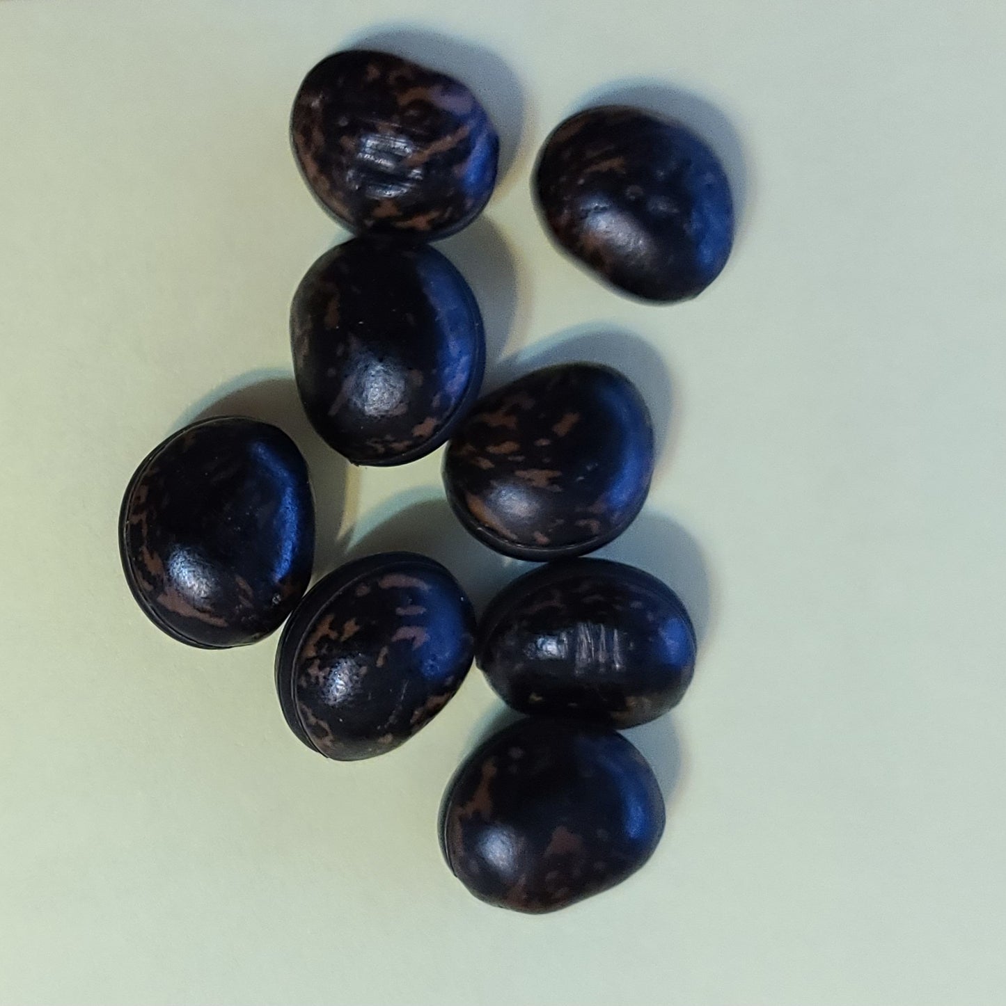 Mucuna cyclocarpa, Purple Jade Vine; Seeds