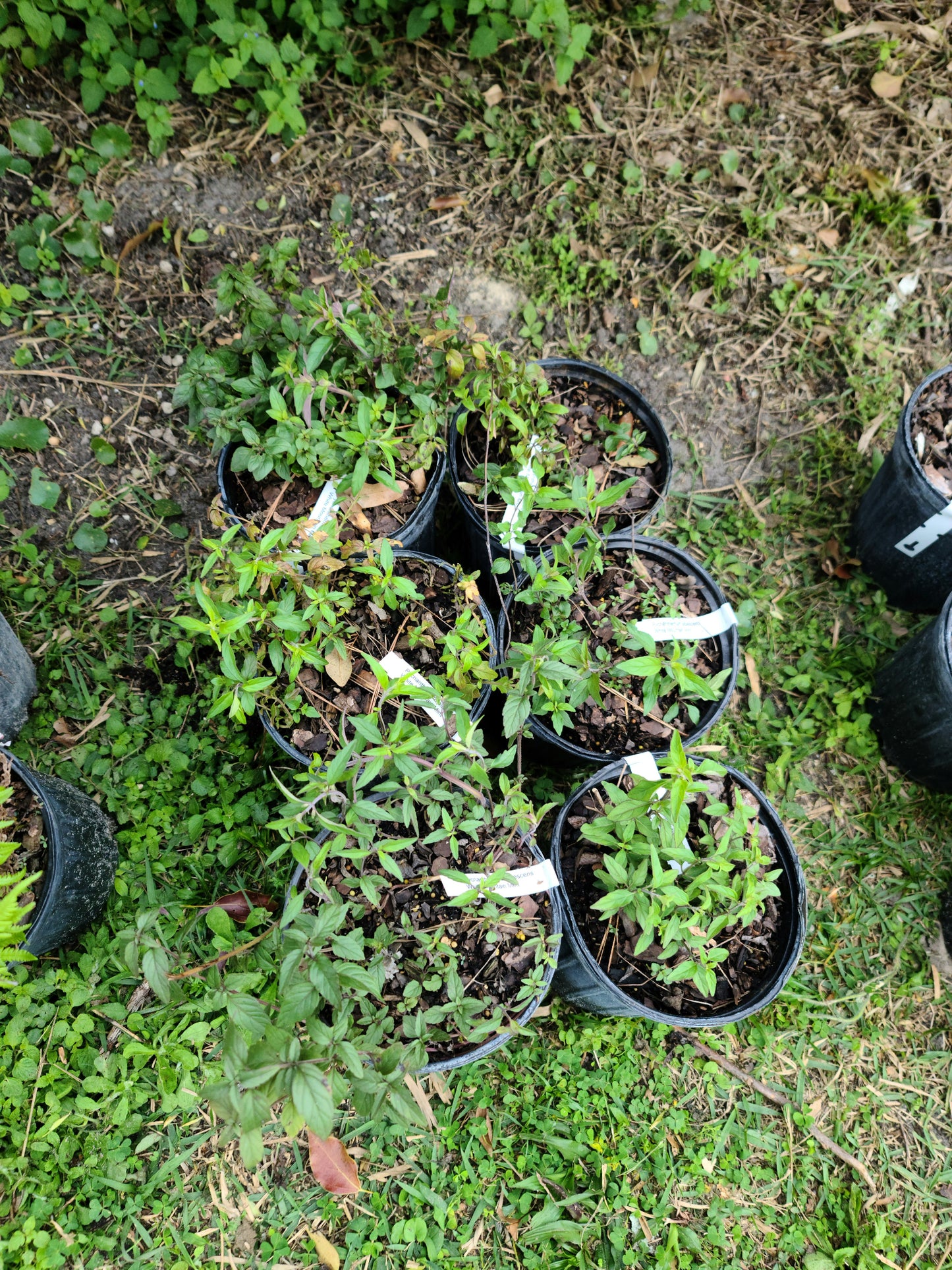 Pycnanthemum albescens