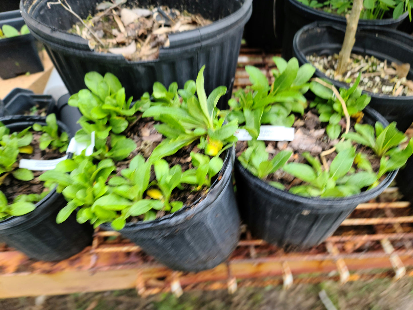 Helianthus floridus (Florida sunflower)