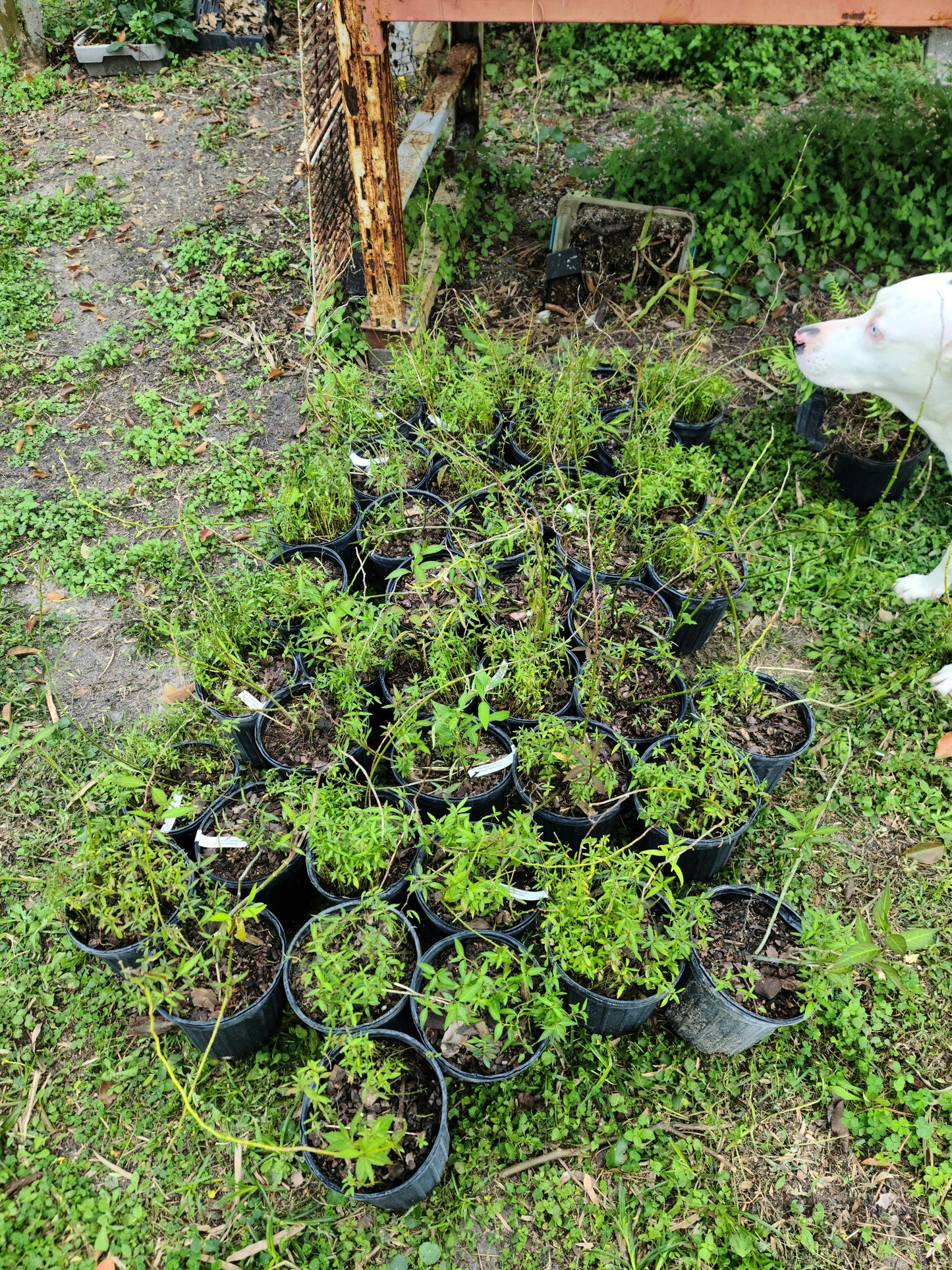 Asclepias perennis, Aquatic Milkweed