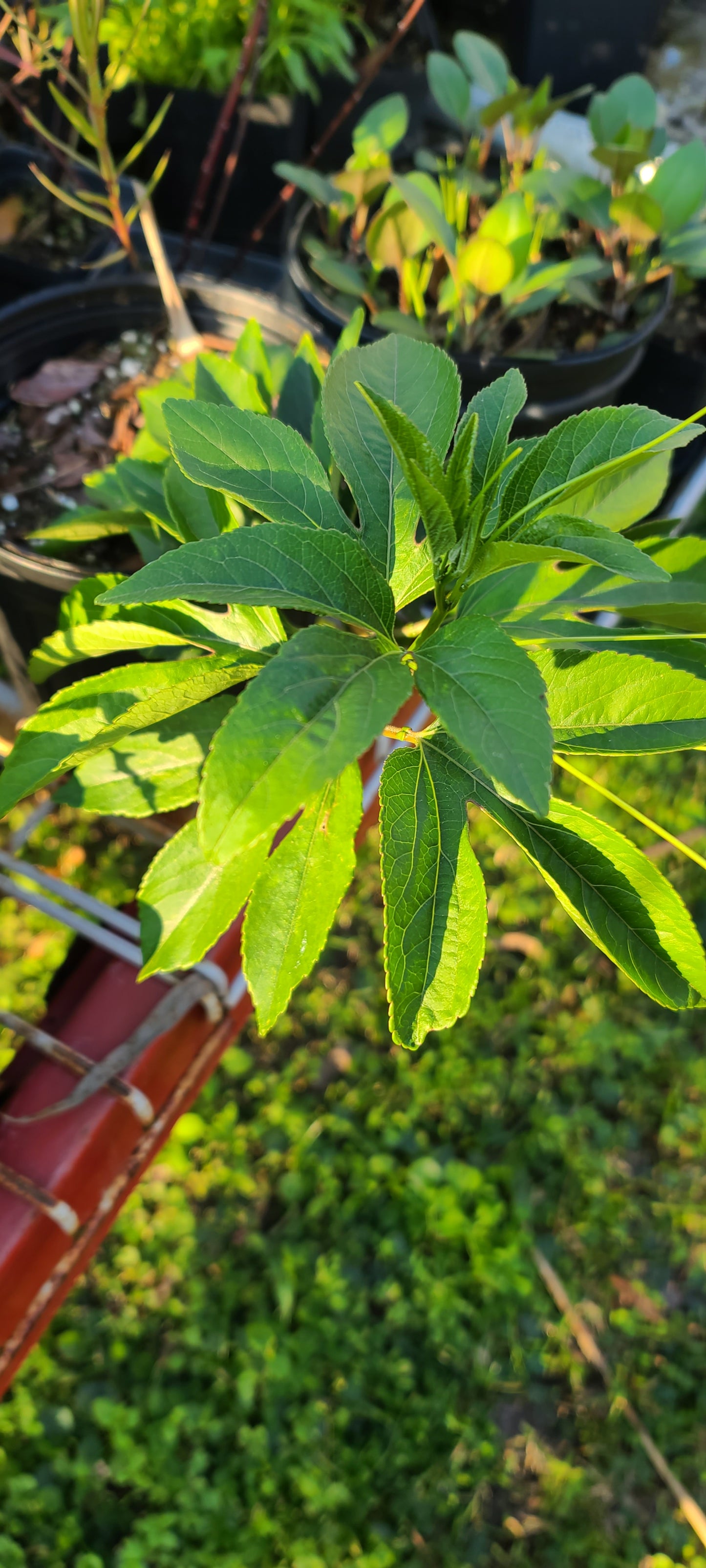 Passiflora incarnata, Passionflower