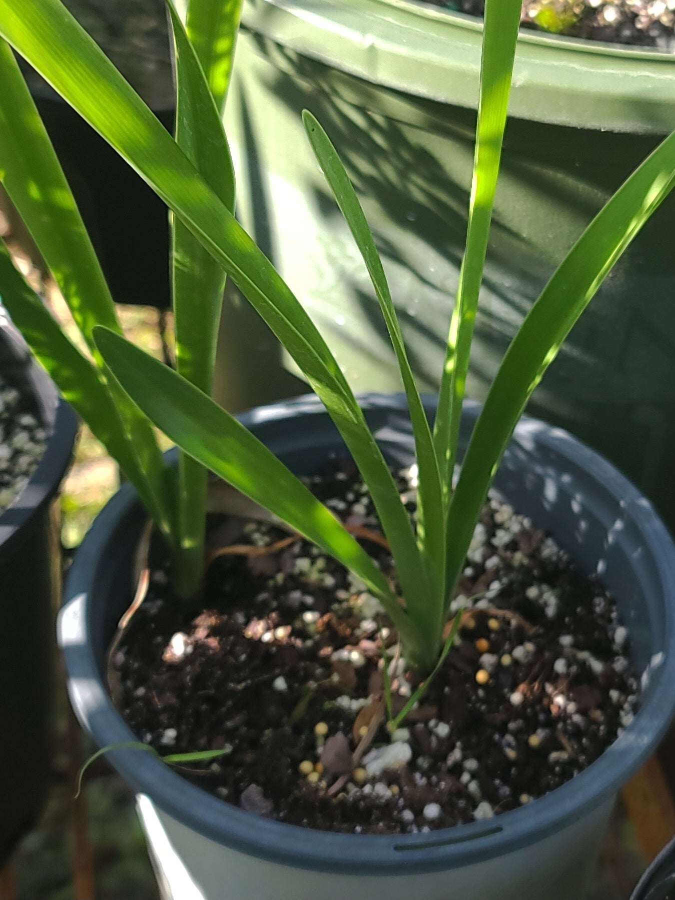 Hymenocallis godfreyi, Godfrey's Spiderlily
