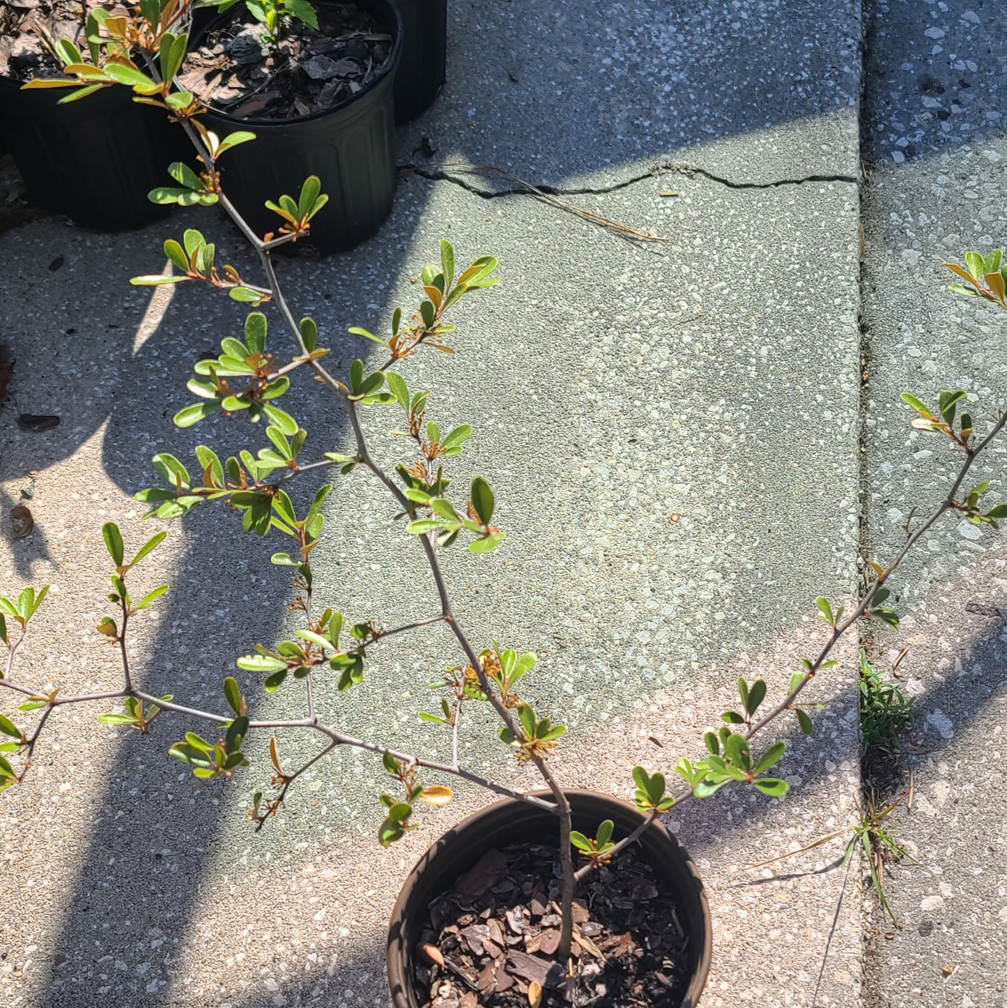 Sideroxylon tenax, Tough Bully