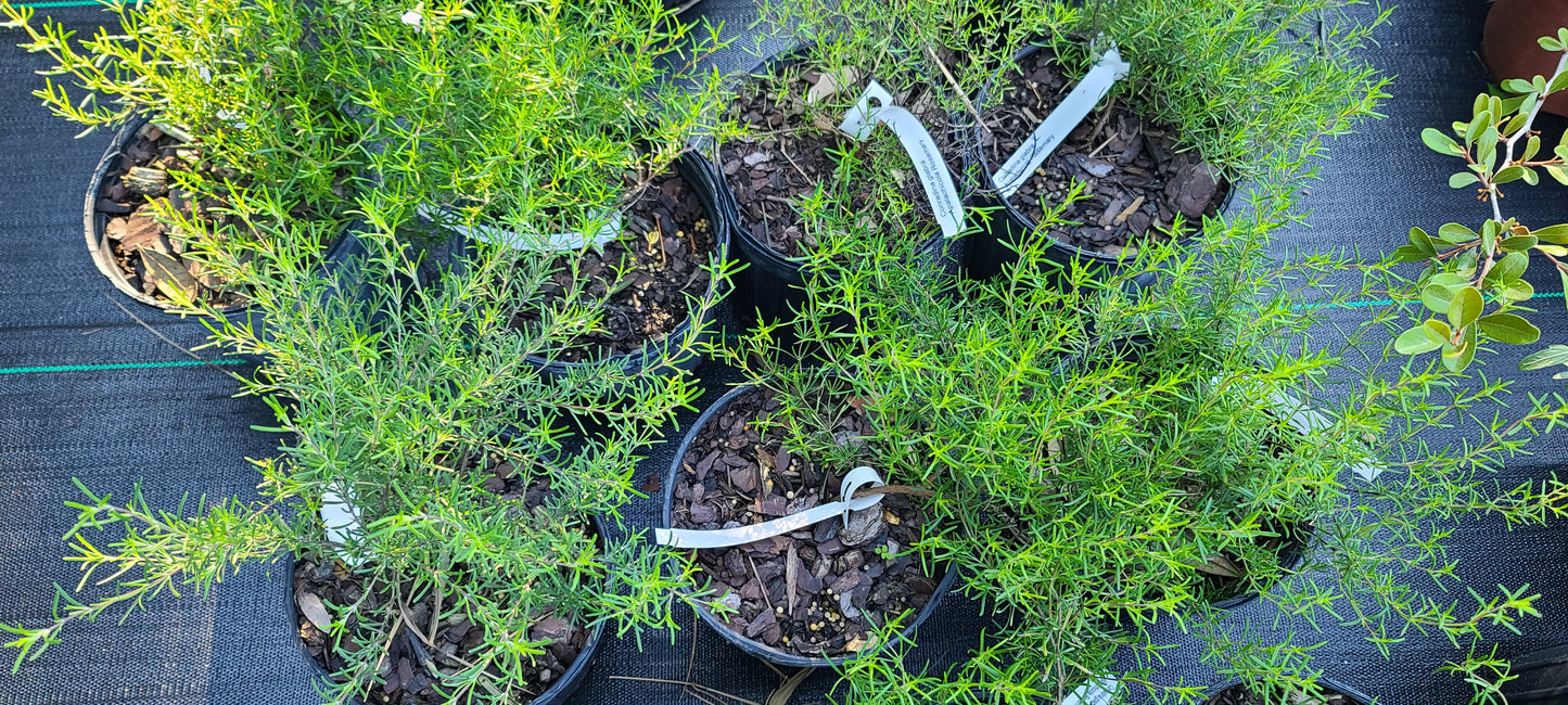 Conradina glabra, Apalachicola False Rosemary