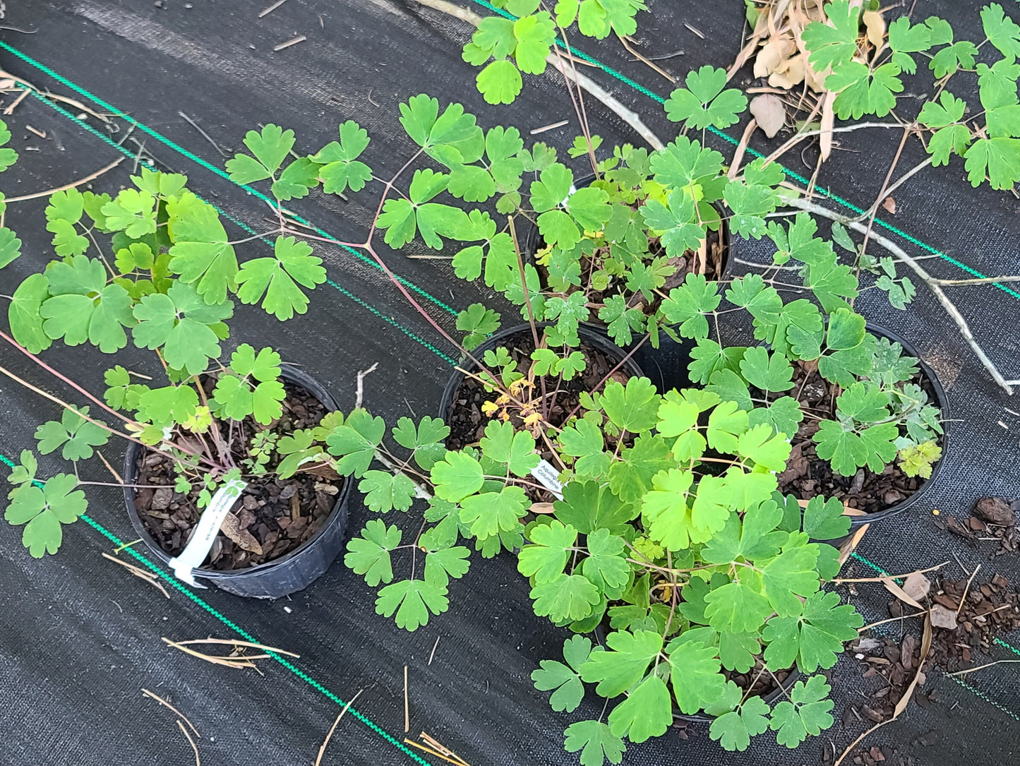 Aquilegia canadensis, Columbine