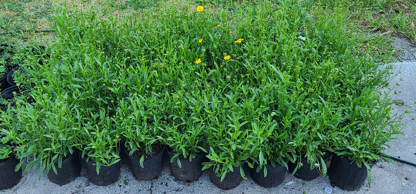 Coreopsis lanceolata, Lanceleaf Tickseed