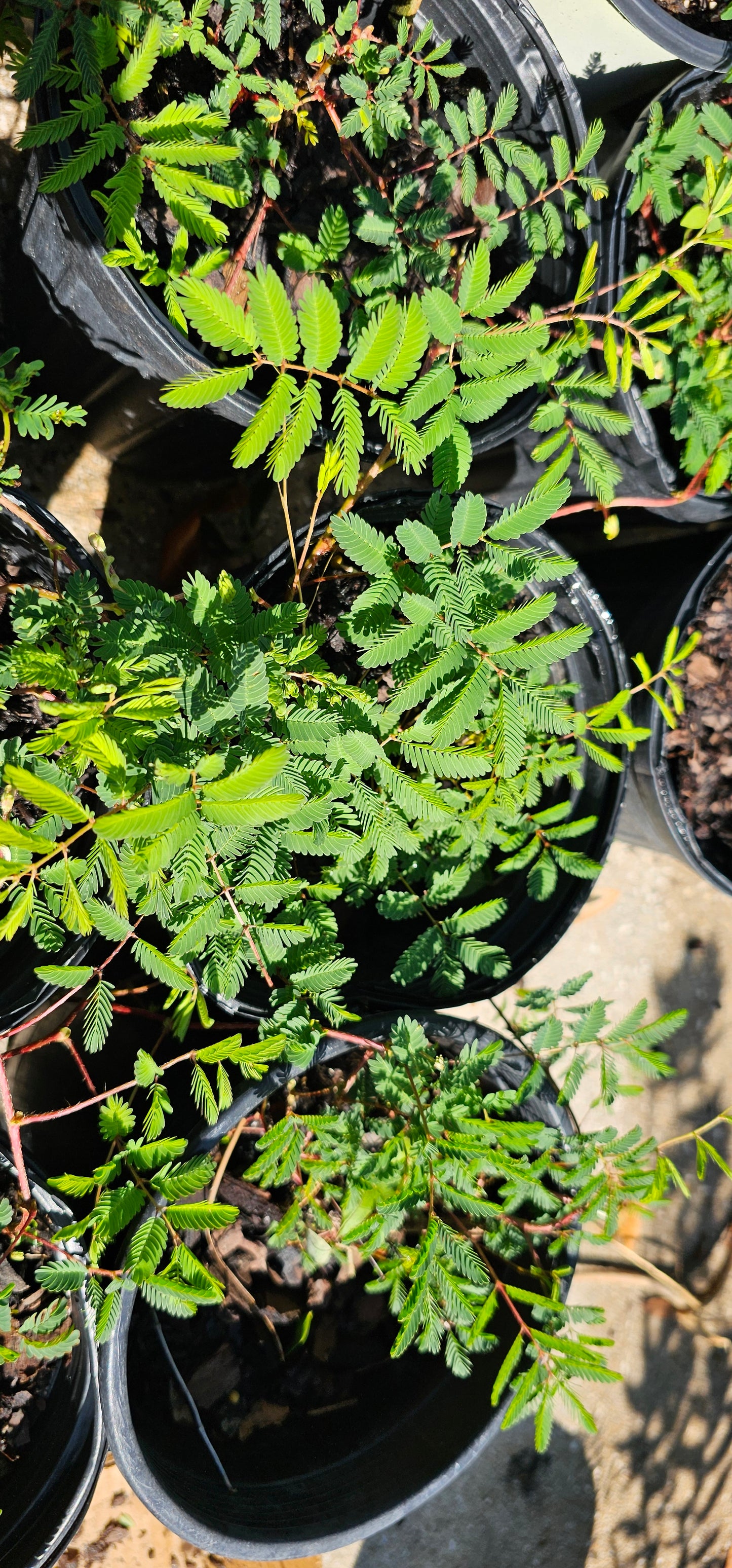 Mimosa strigillosa