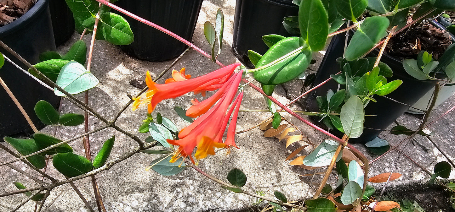 Lonicera sempervirens, Coral Honeysuckle