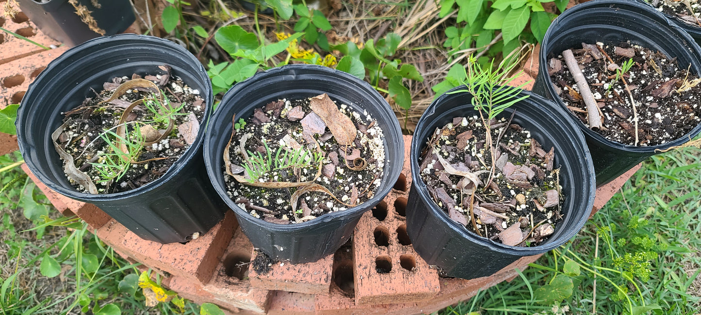 Asclepias michauxii, Michaux's Milkweed