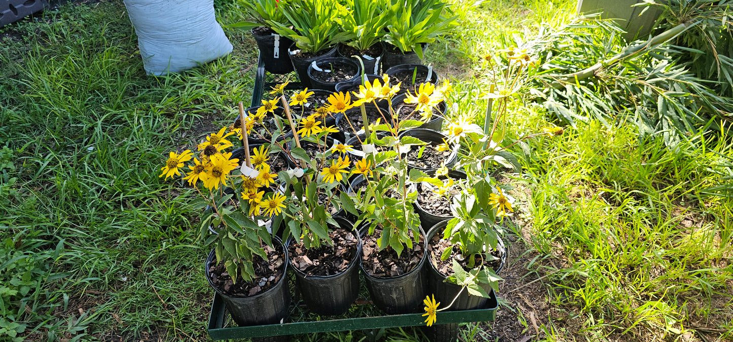 Heliopsis helianthoides, False Sunflower