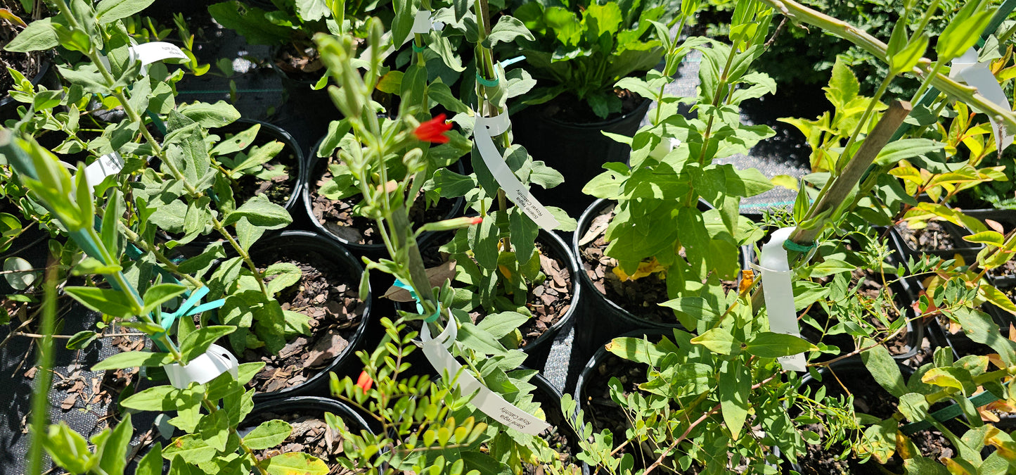 Silene regia, Royal catchfly