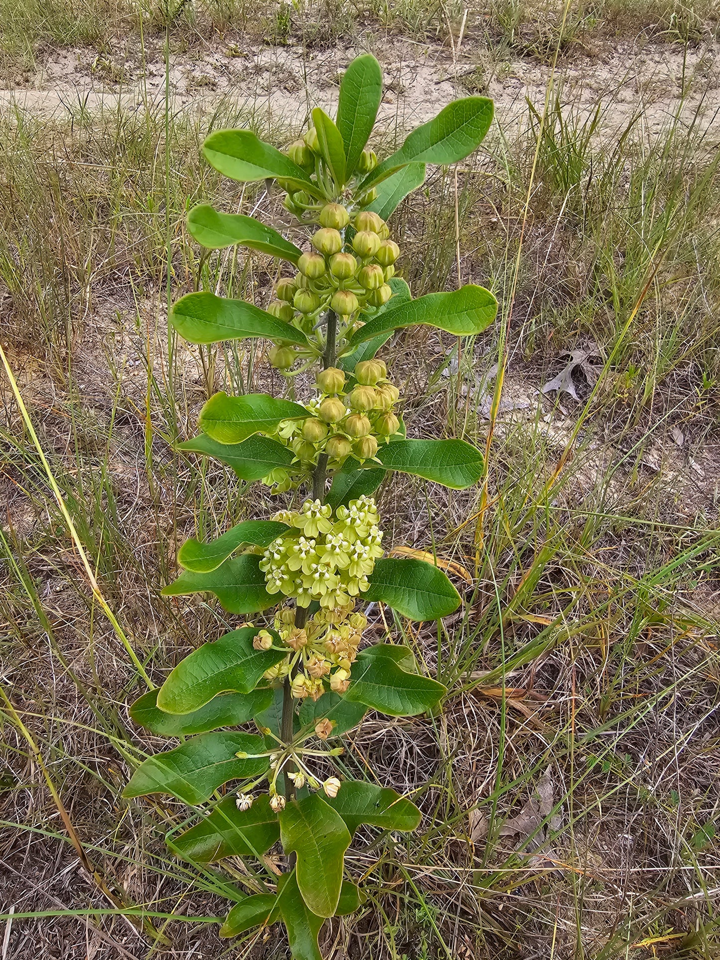 Asclepias tomentosa
