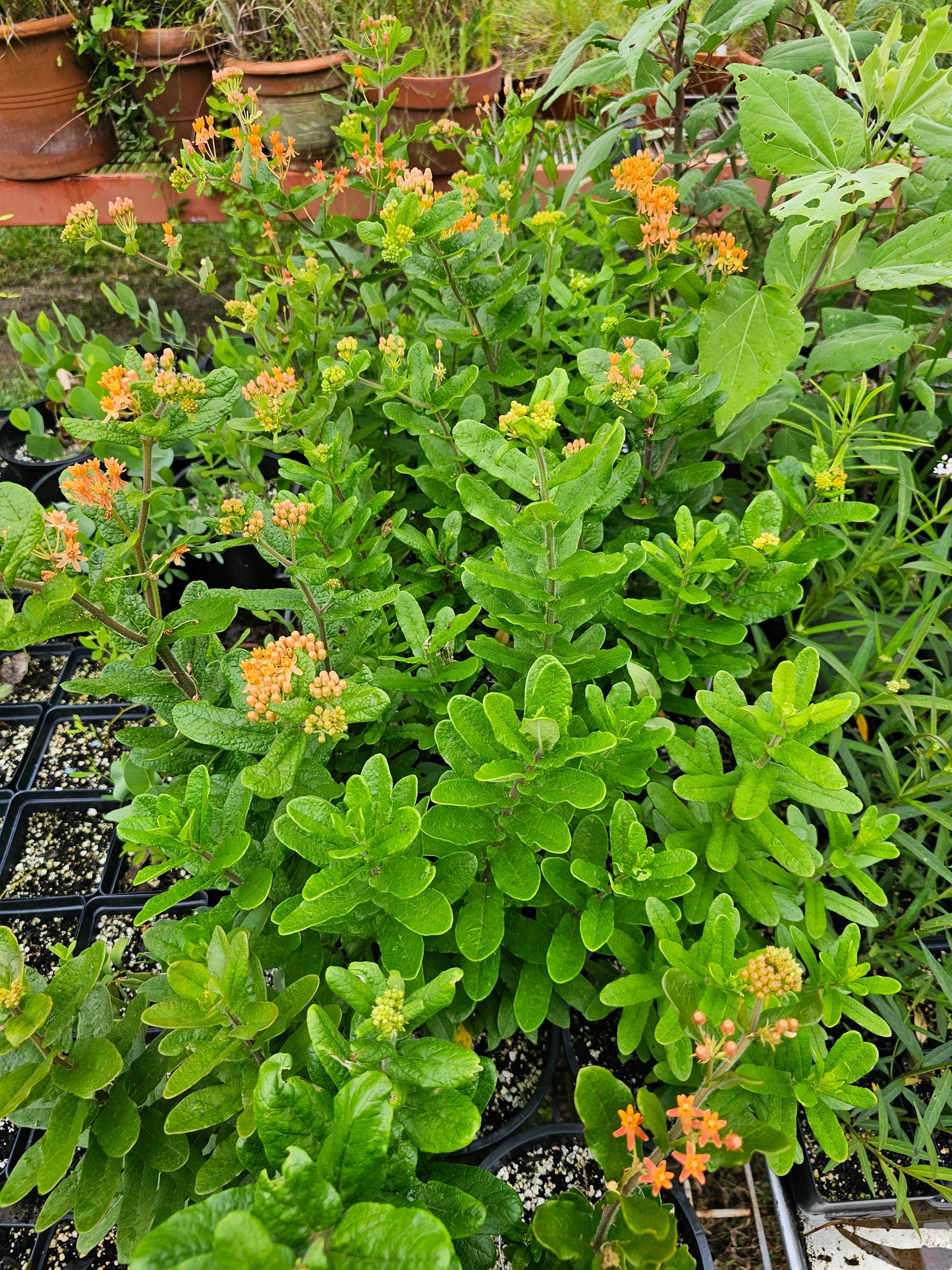 Asclepias tuberosa rolfsii, Rolf's Milkweed