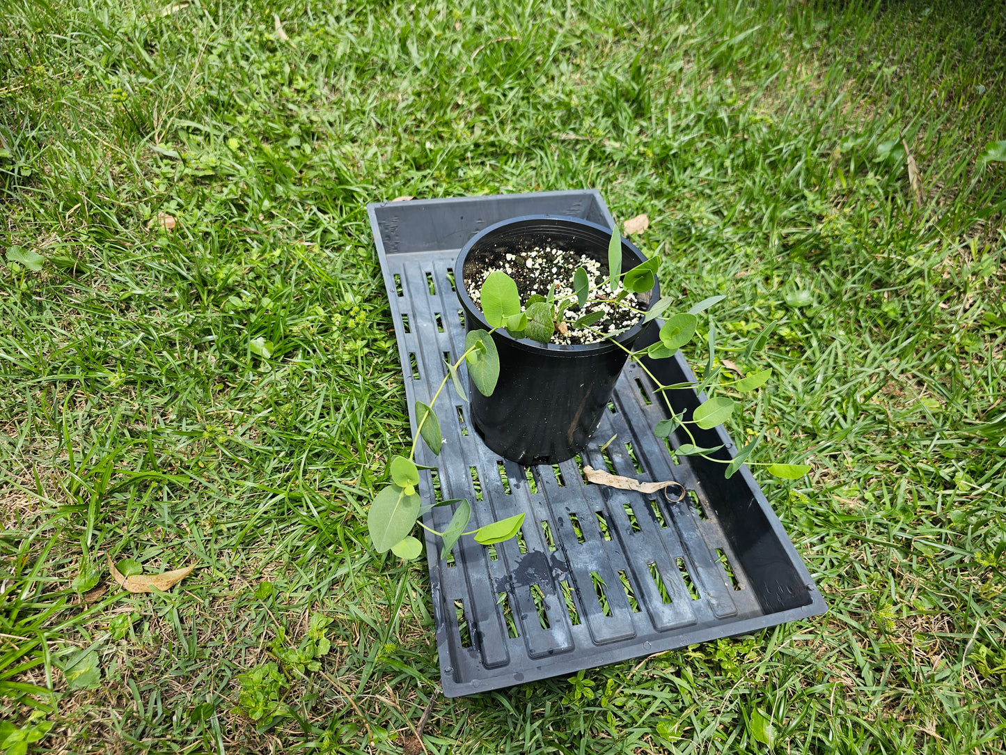 Baptisia perfoliata, Catbells