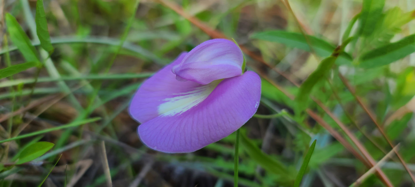 Centrosema virginianum, Spurred Butterfly Pea