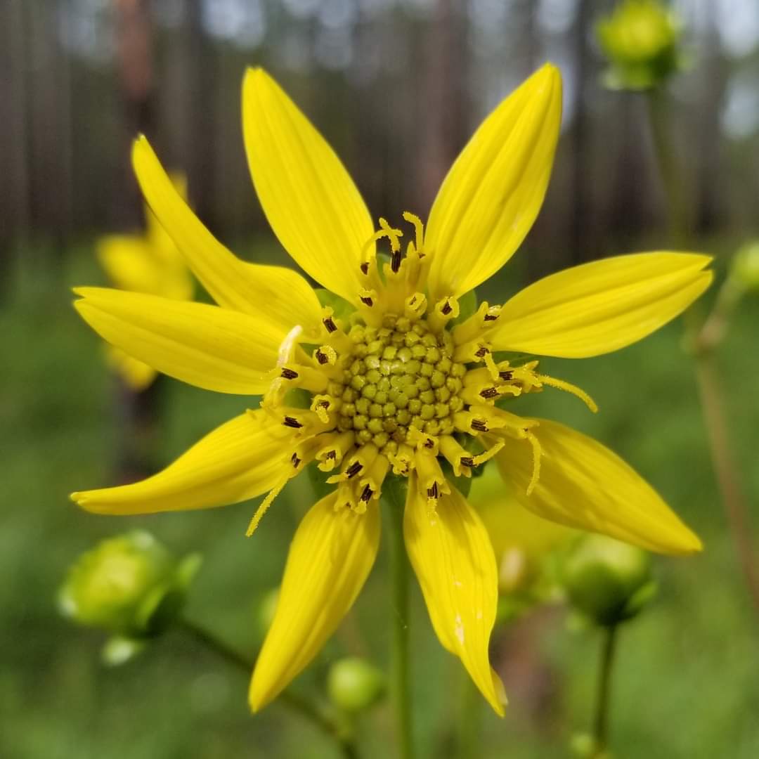 Silphium compositum, Kidneyleaf Rosinweed