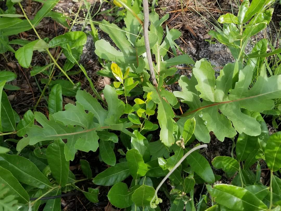 Silphium compositum, Kidneyleaf Rosinweed
