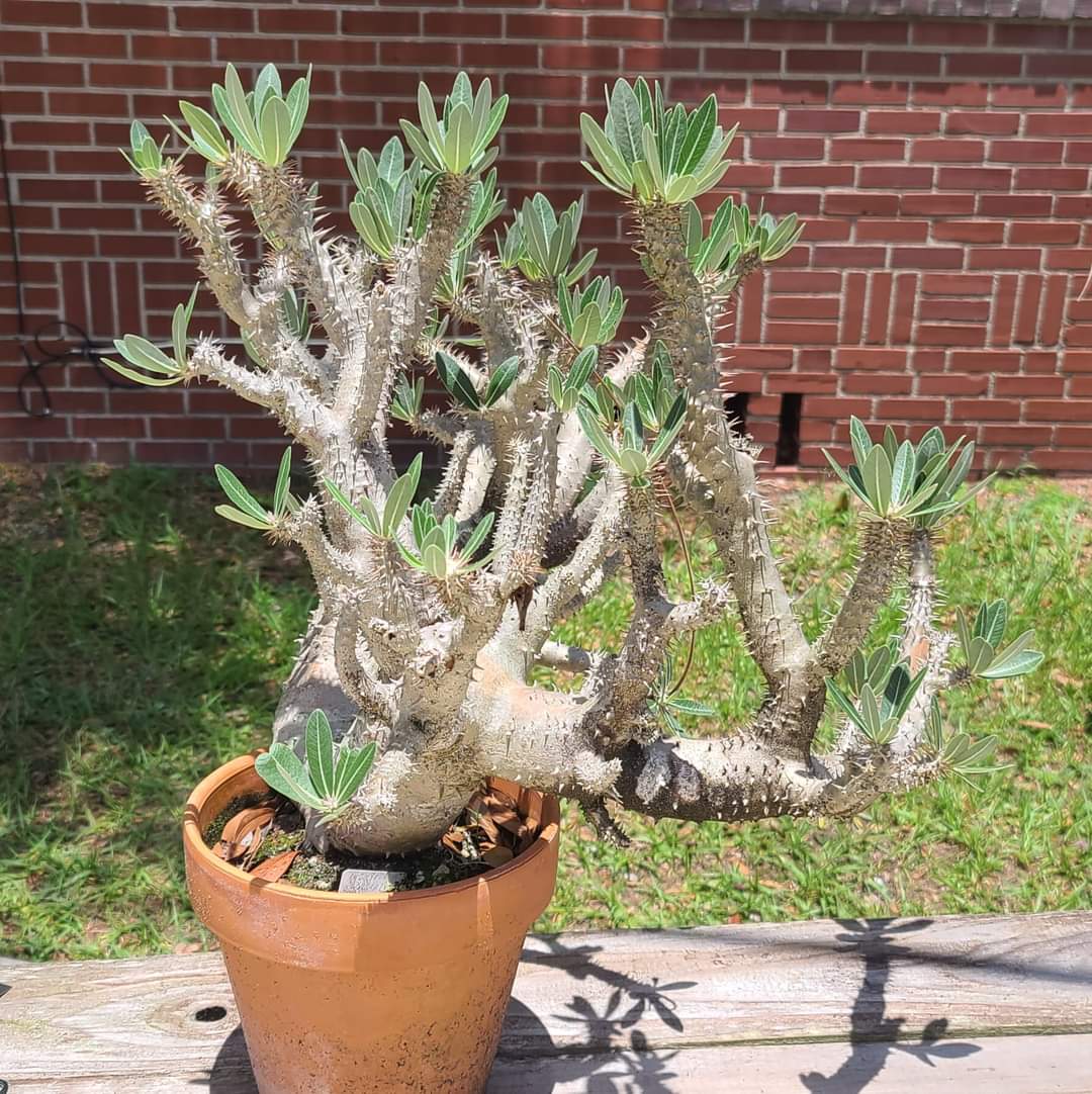 Pachypodium horombense