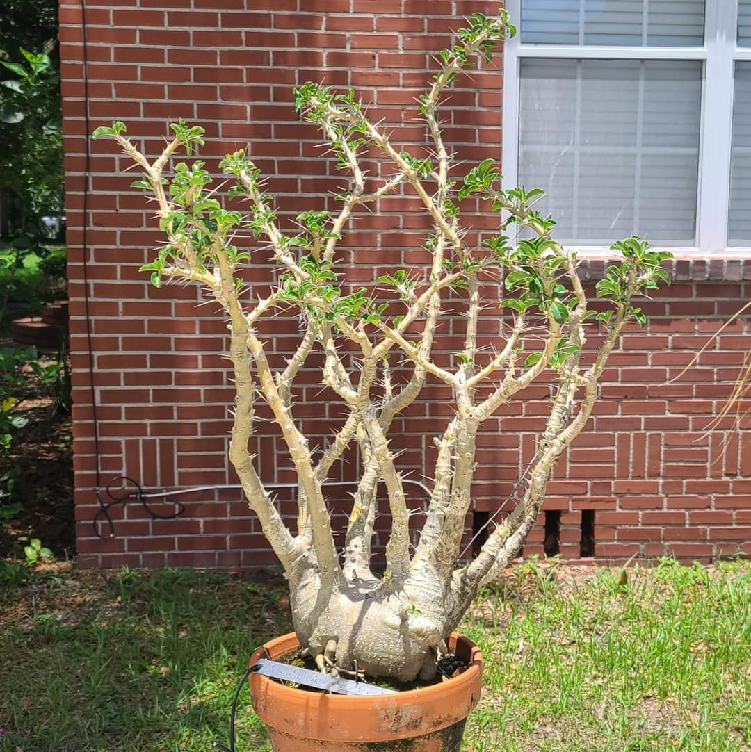 Pachypodium saundersii