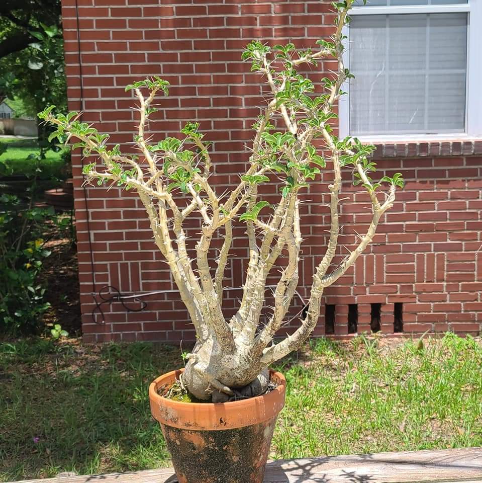 Pachypodium saundersii