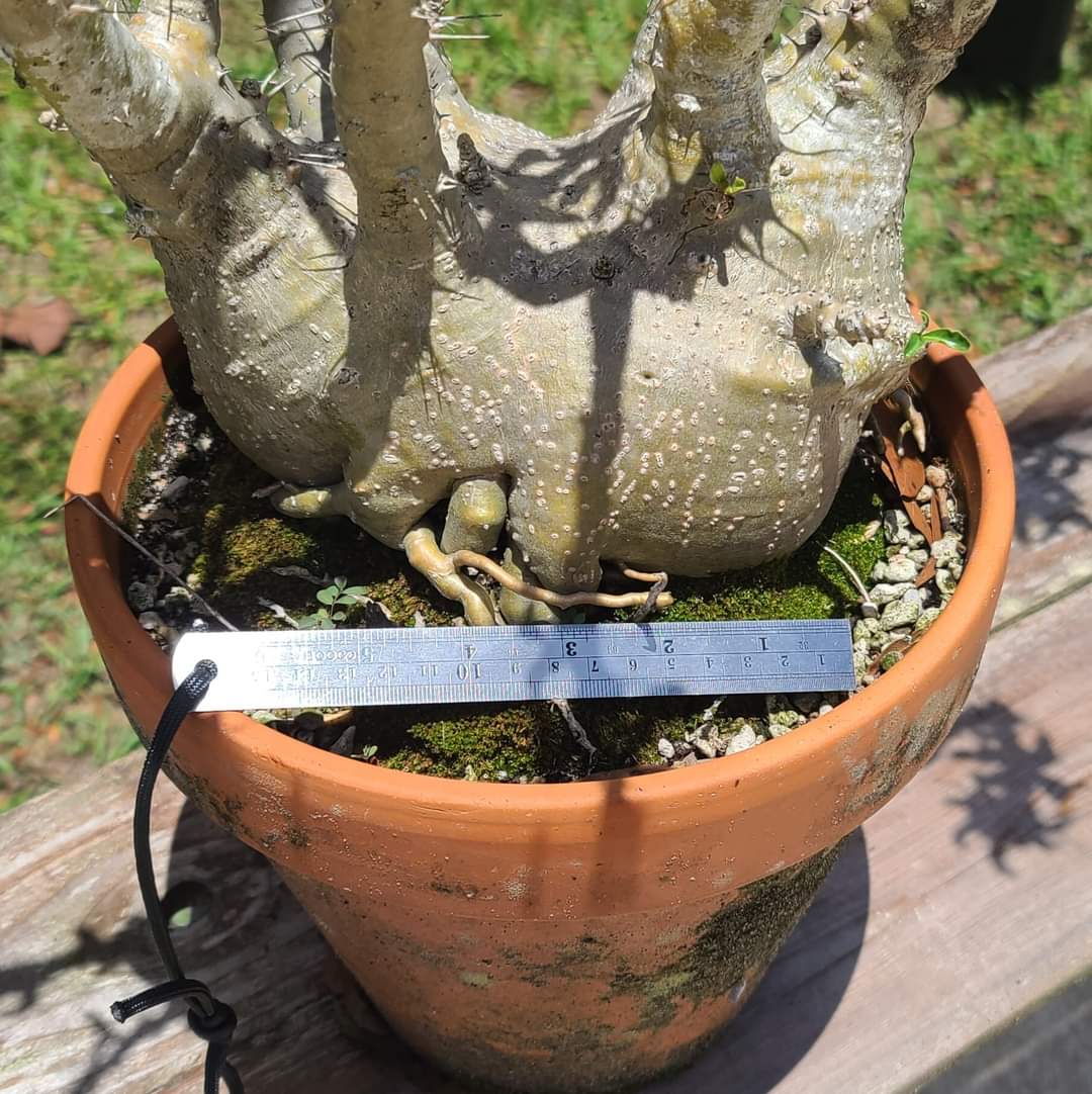 Pachypodium saundersii