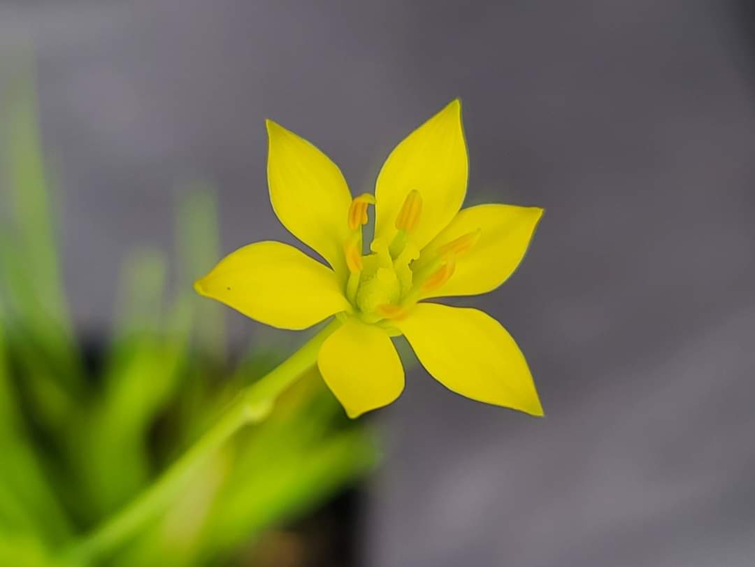 Harperocallis flava, Harper's Beauty