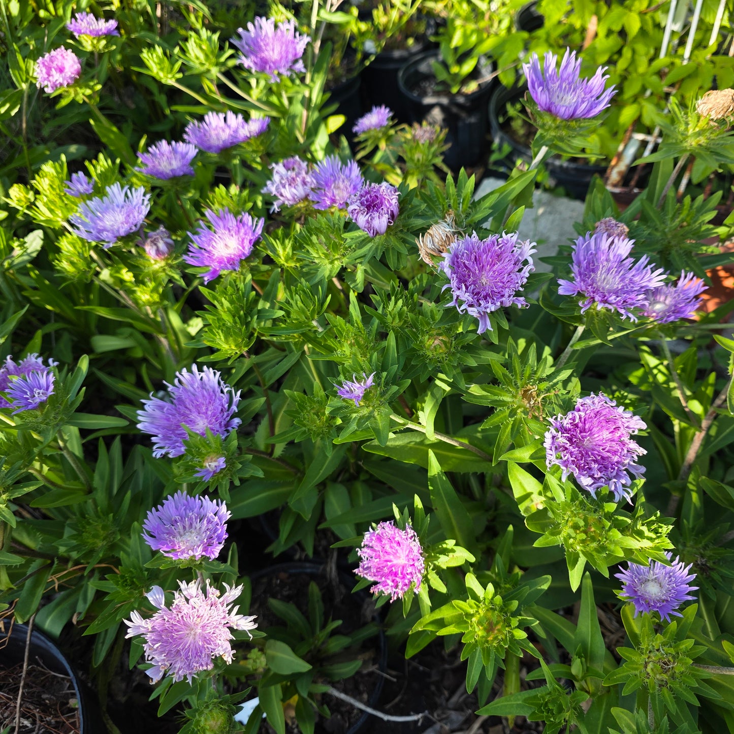 Stokesia laevis, Stoke's Aster