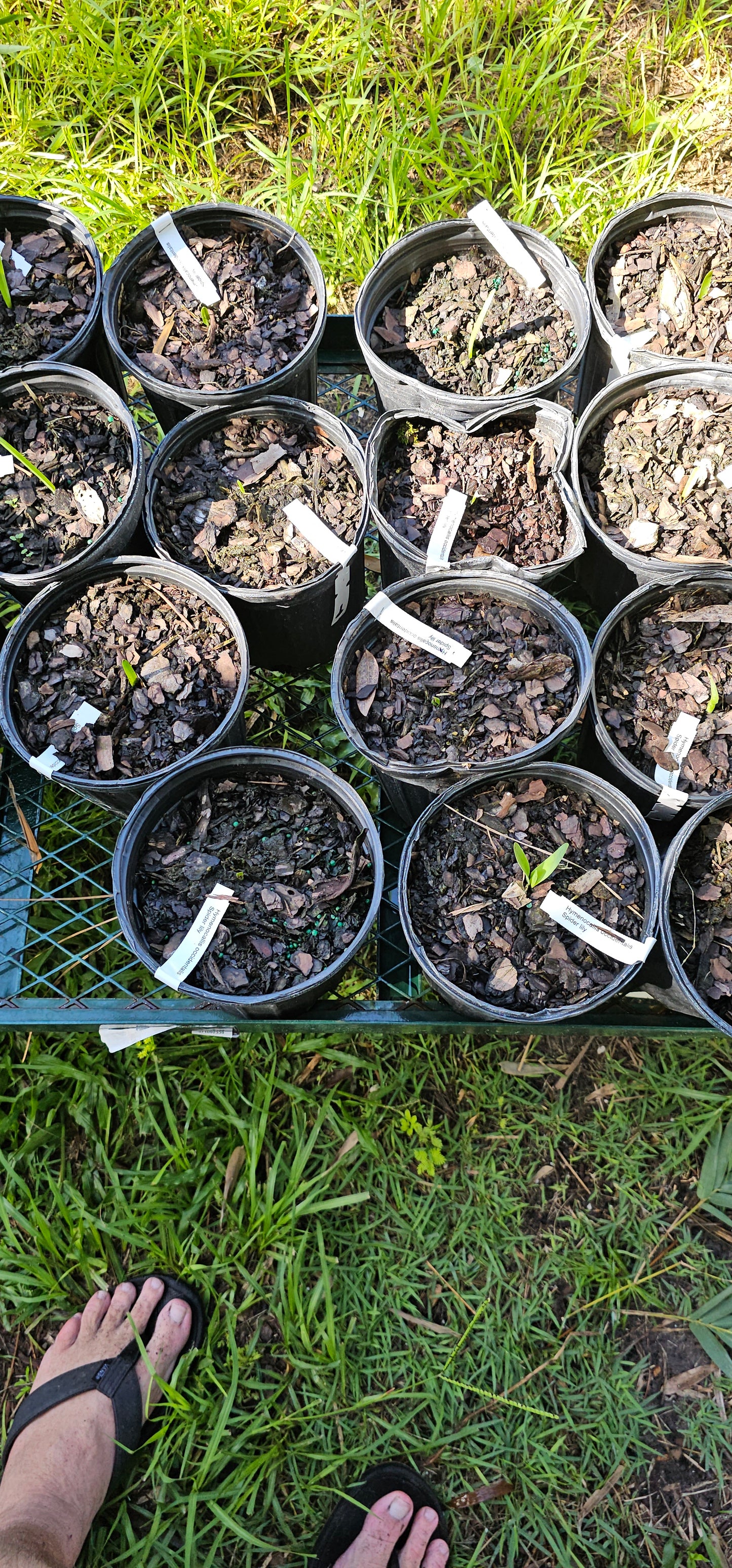 Hymenocallis occidentalis occidentalis,  Woodland Spiderlily